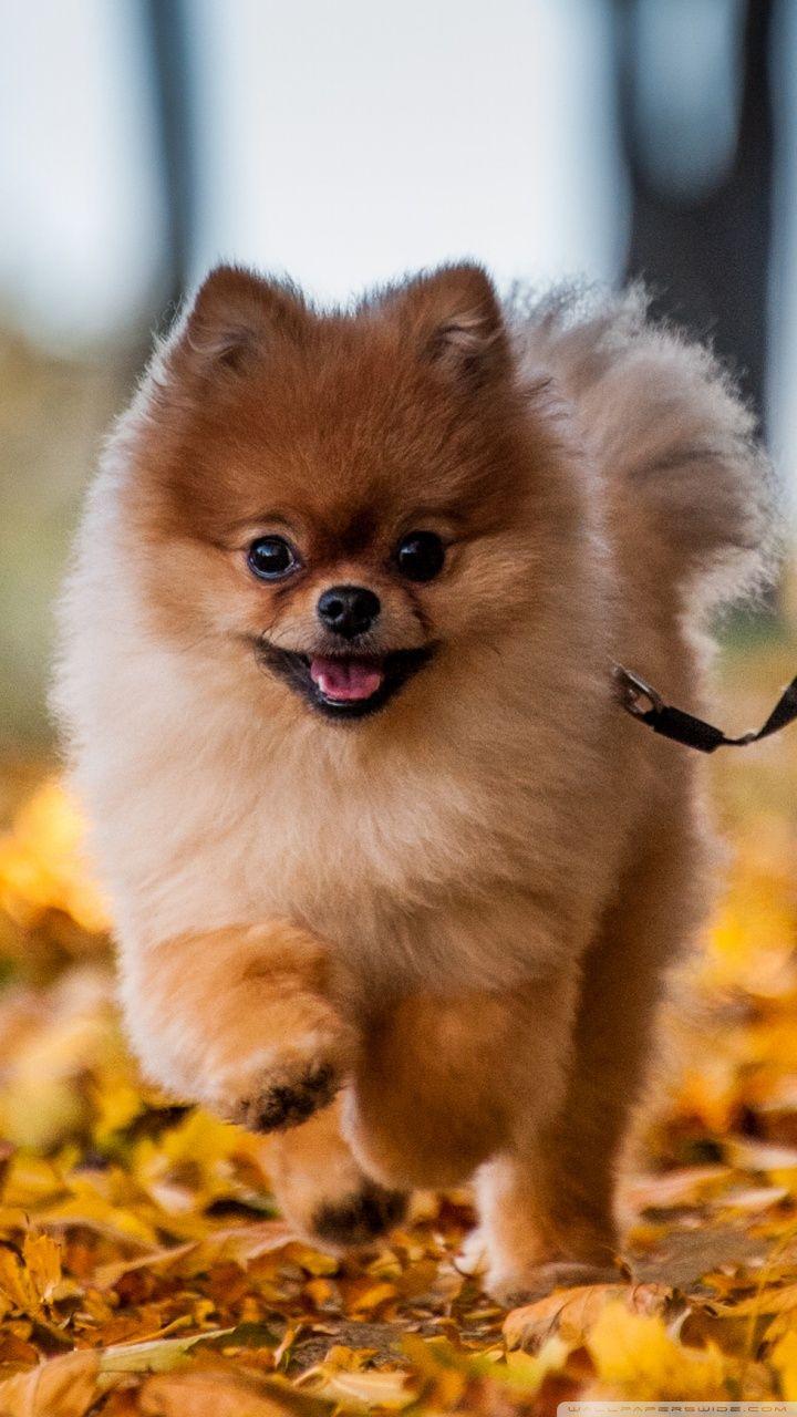 Pomeranian Wallpapers Top Free Pomeranian Backgrounds WallpaperAccess