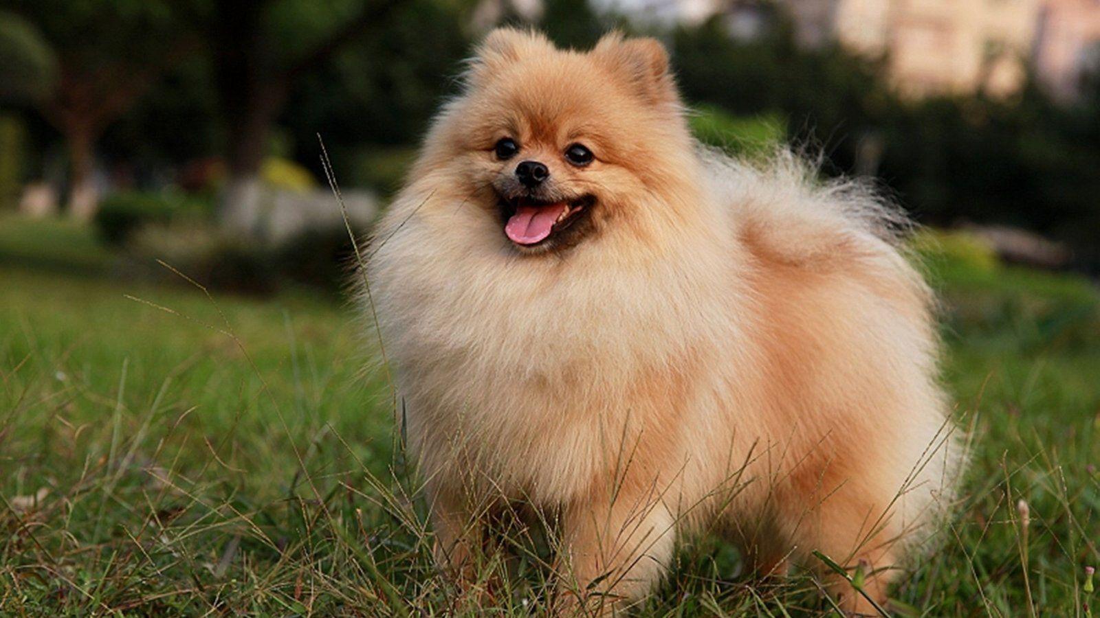Pomeranian Wallpapers Top Free Pomeranian Backgrounds WallpaperAccess