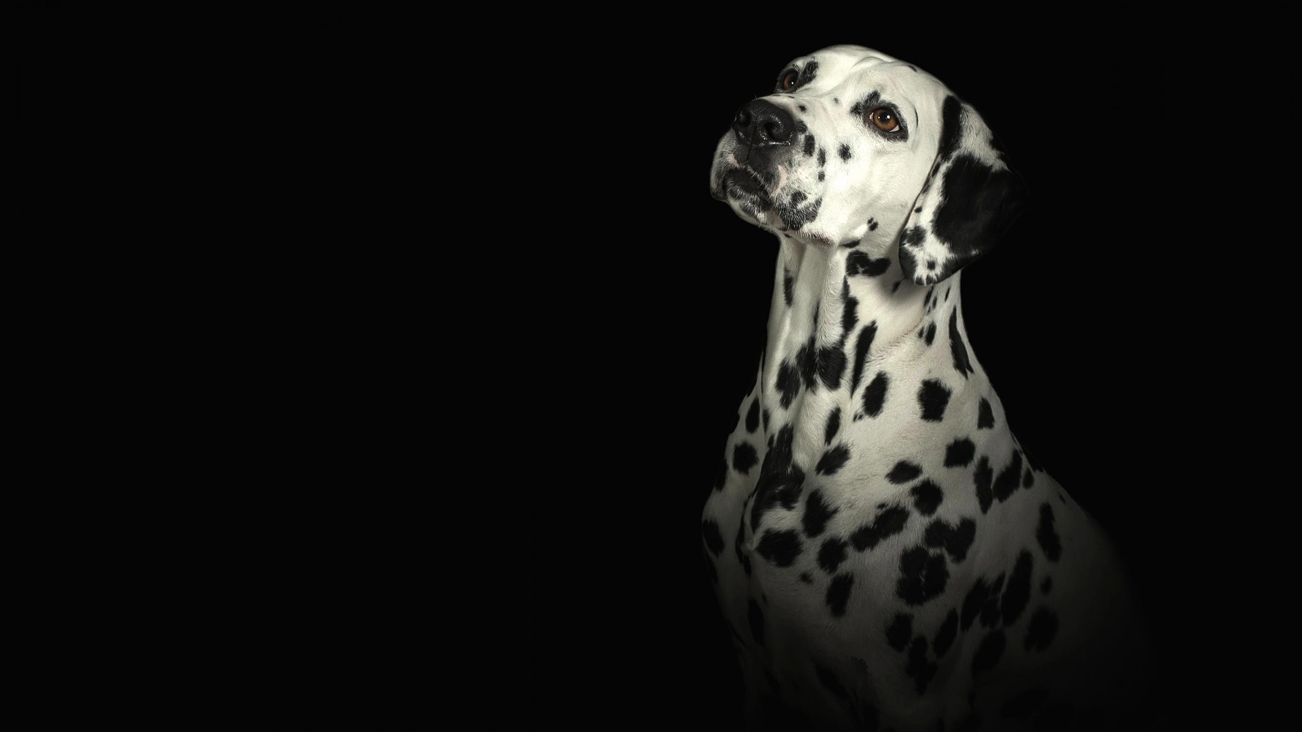 Dalmatian Wallpapers Top Free Dalmatian Backgrounds WallpaperAccess