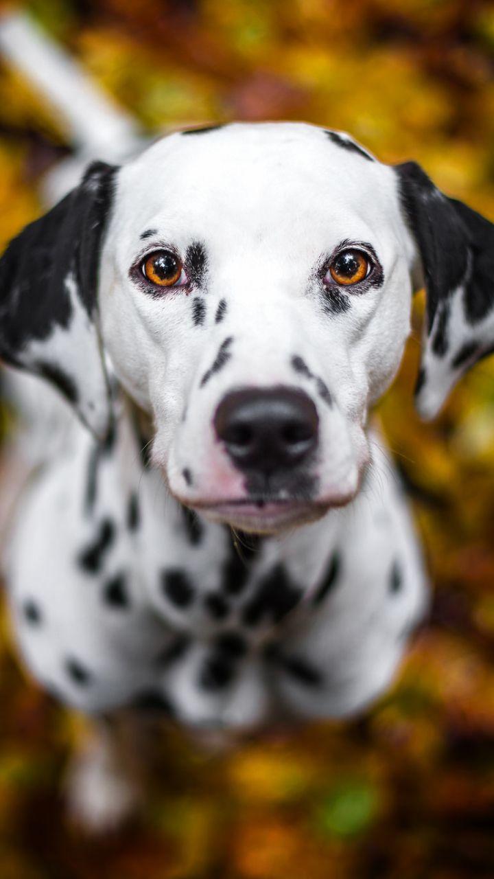 Dalmatian Wallpapers Top Free Dalmatian Backgrounds WallpaperAccess