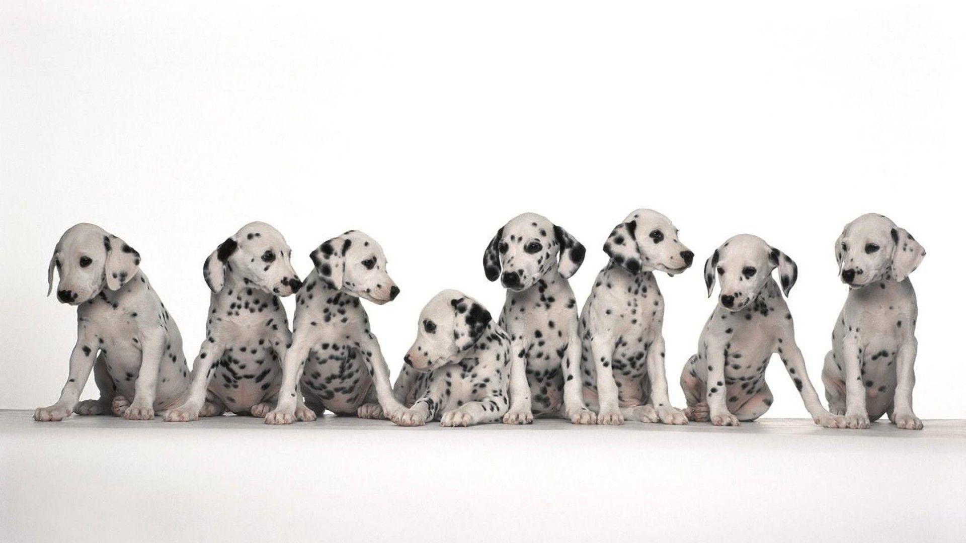 Dalmatian Wallpapers Top Free Dalmatian Backgrounds WallpaperAccess
