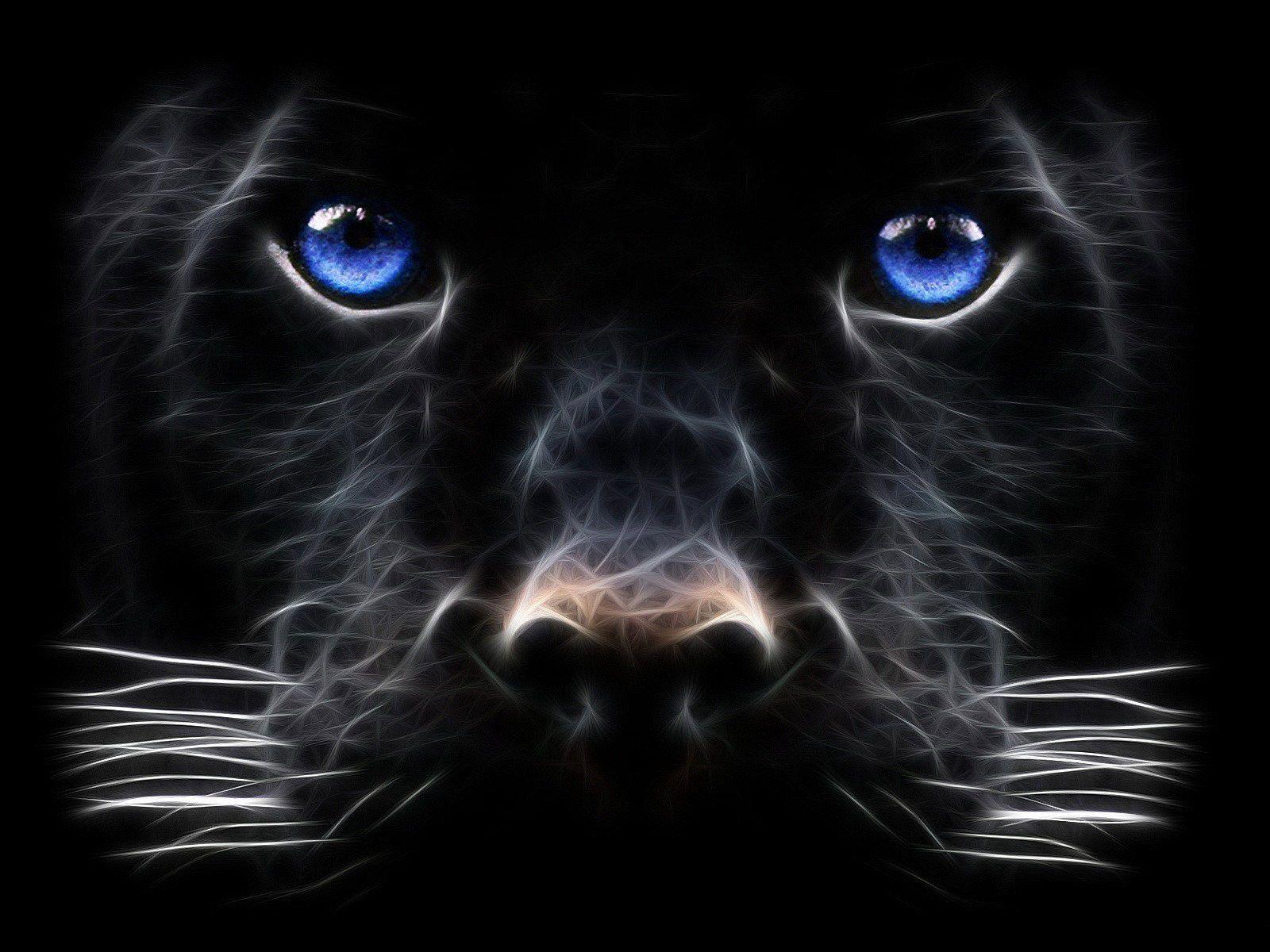 Black Panther Animal Wallpapers Top Free Black Panther Animal