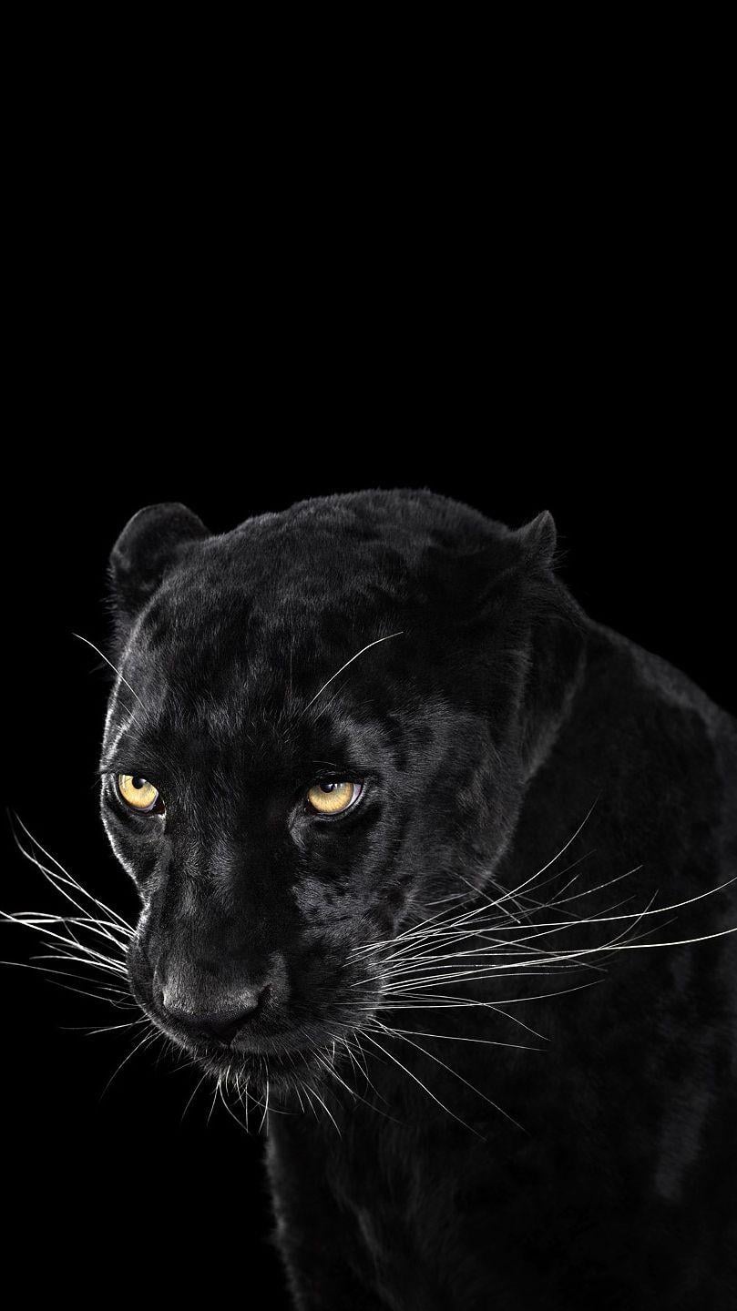 43 Best Free Black Panther Animal Wallpapers Wallpaperaccess