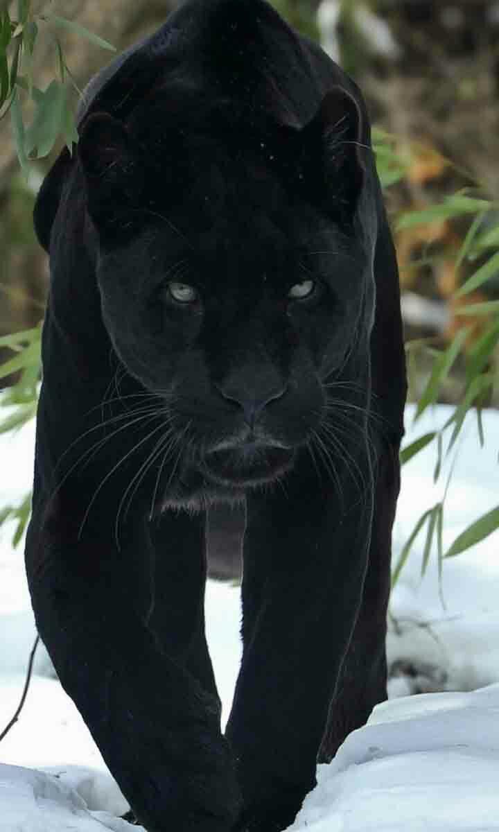 Black Panther Animal Wallpapers Top Free Black Panther Animal