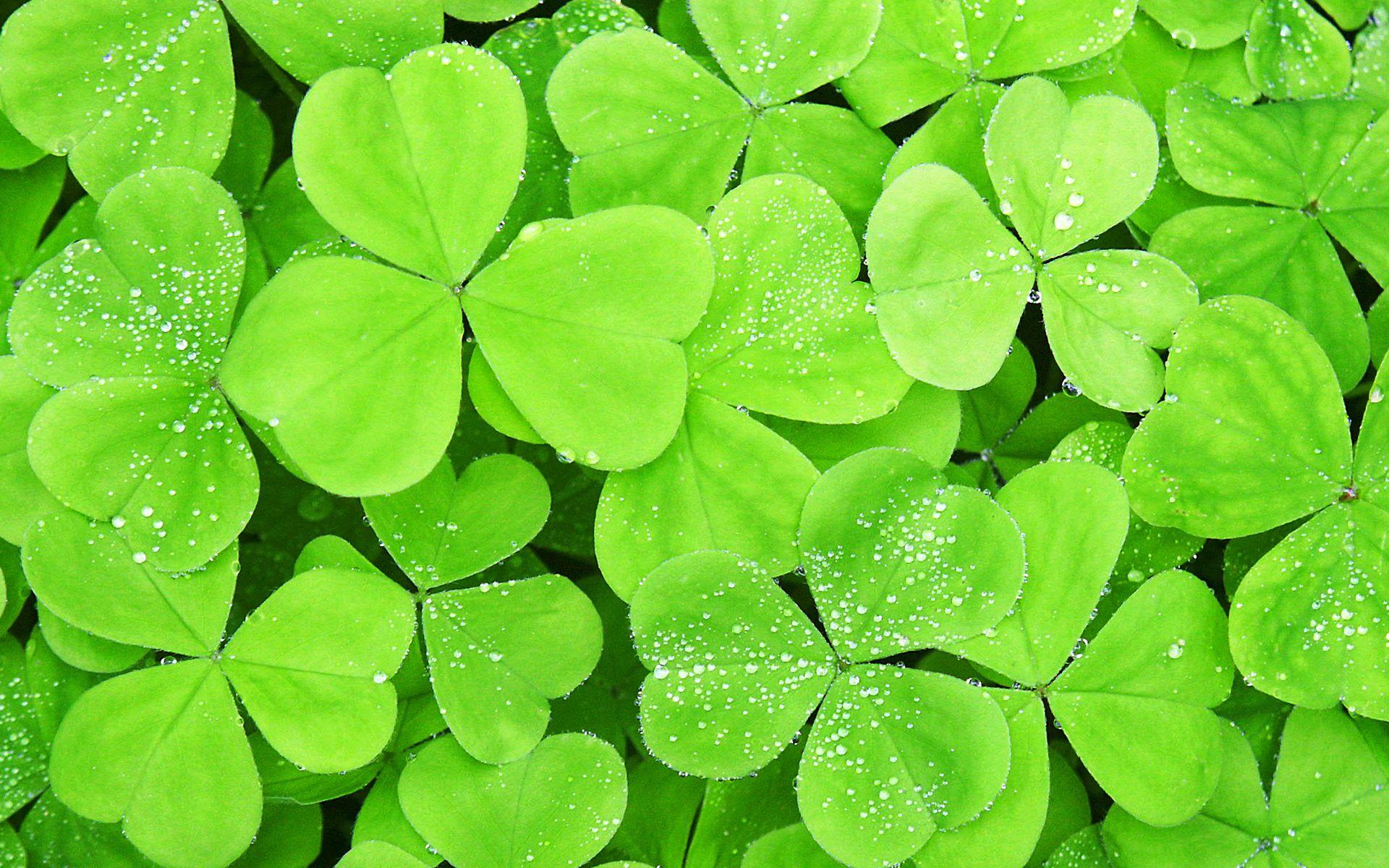 Clover Wallpapers Top Free Clover Backgrounds WallpaperAccess