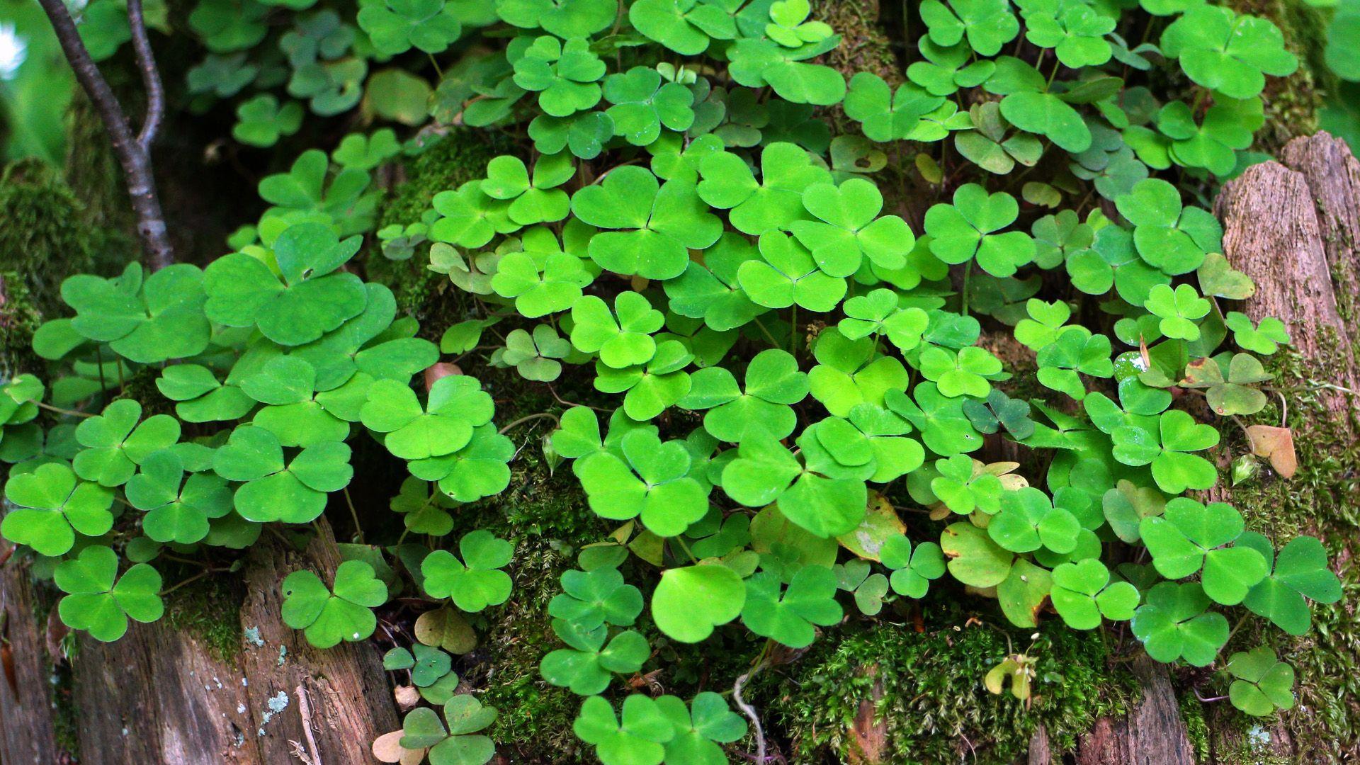 Clover Wallpapers Top Free Clover Backgrounds WallpaperAccess