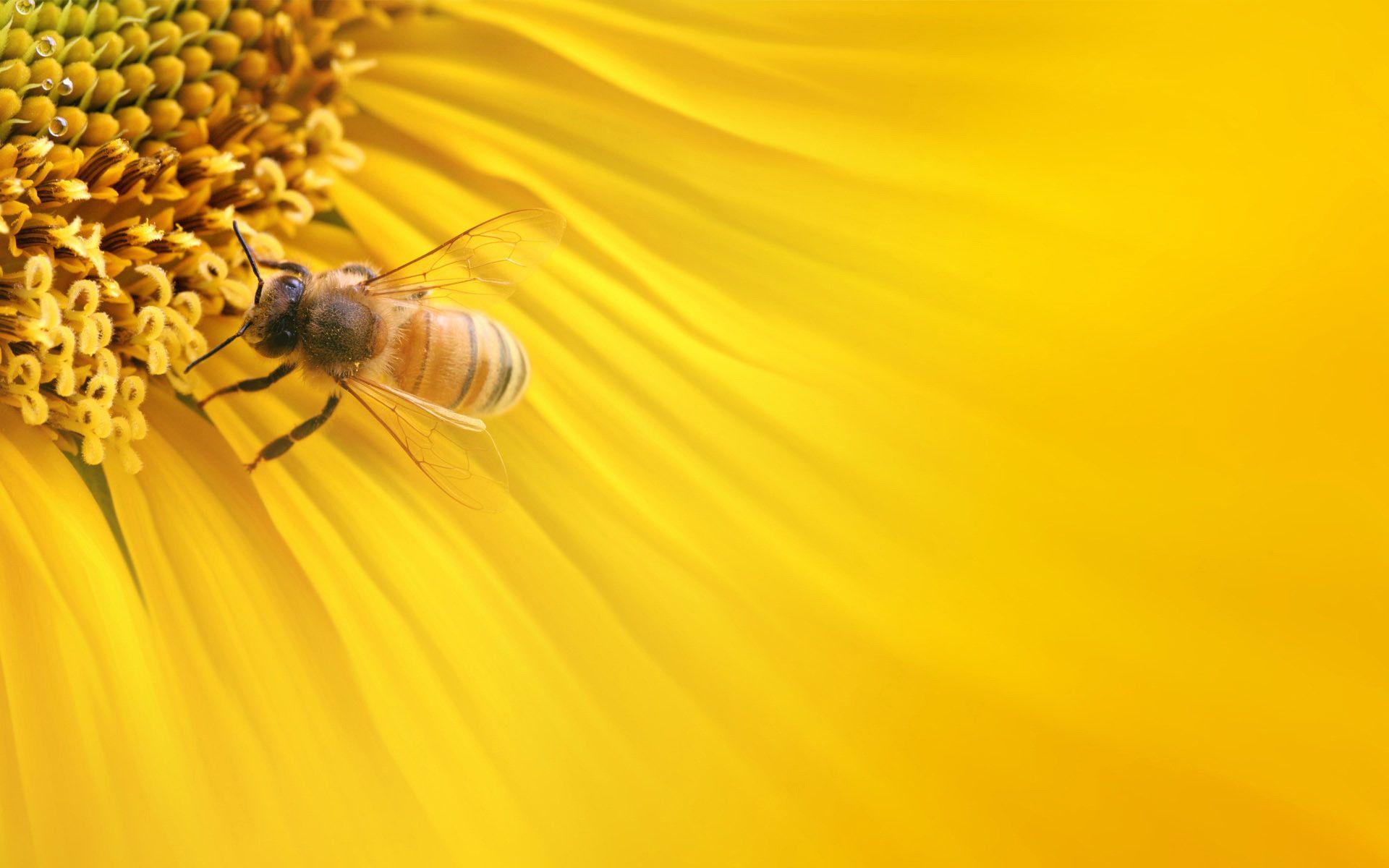 Honey Bee Wallpapers Top Free Honey Bee Backgrounds WallpaperAccess