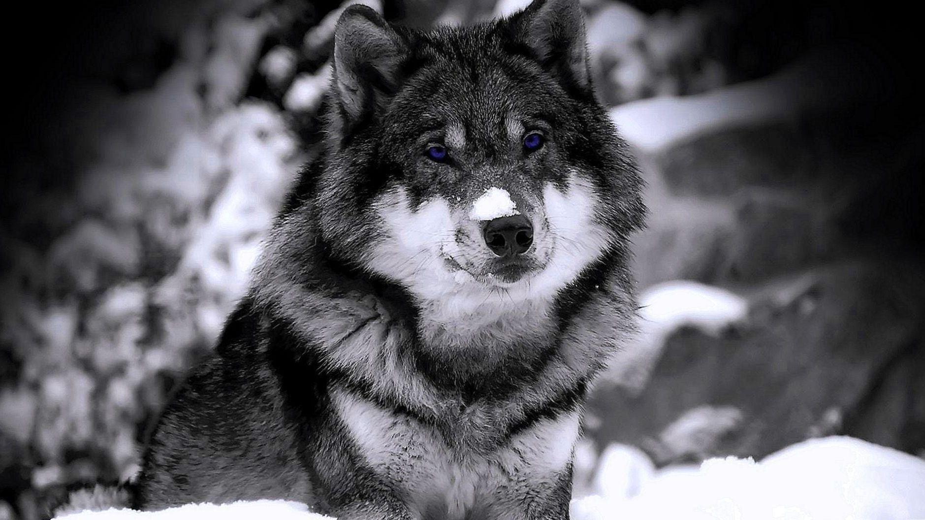 Blue Wolf Eyes Wallpapers Top Free Blue Wolf Eyes Backgrounds