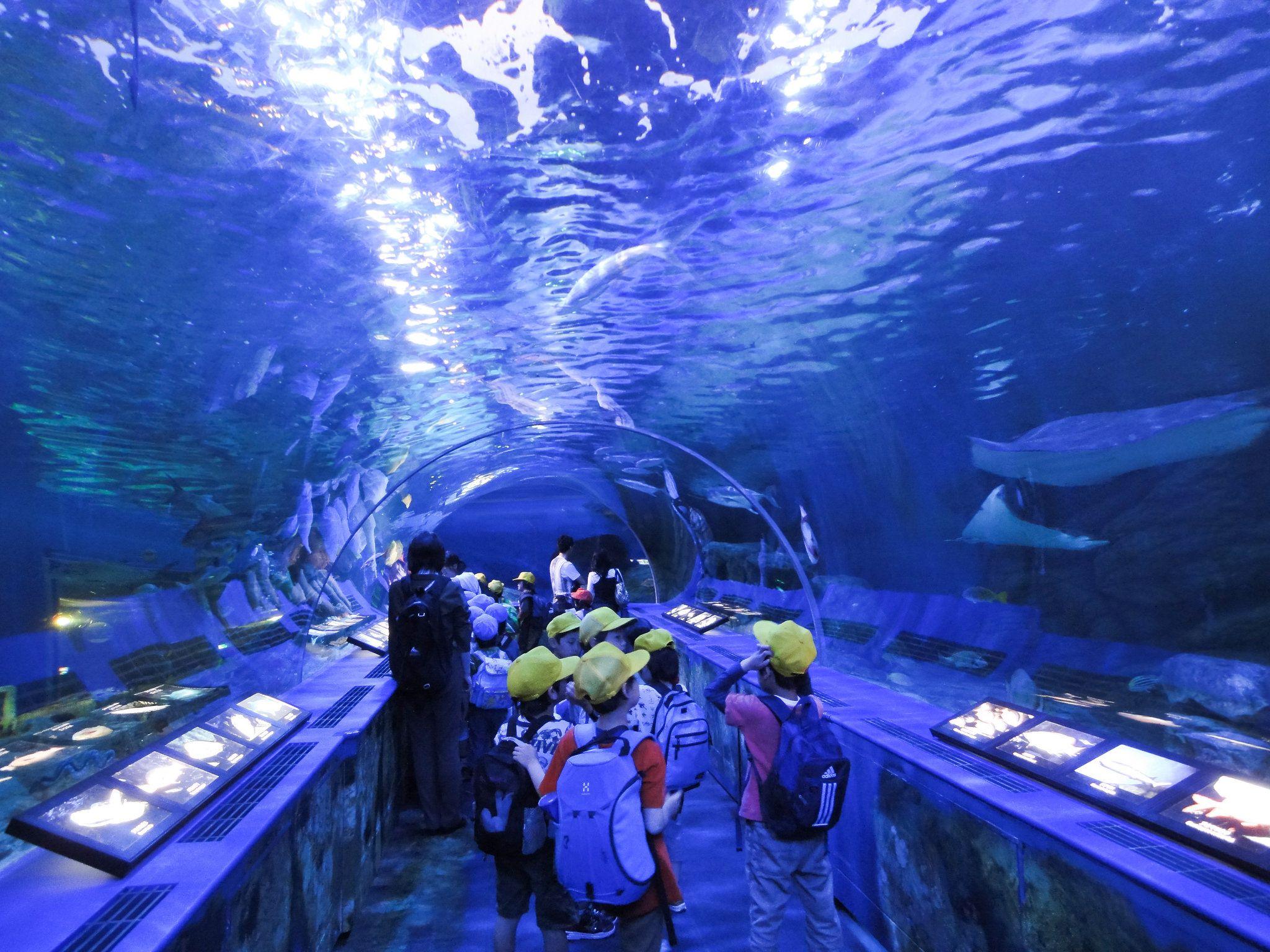 Japanese Aquarium Wallpapers Top Free Japanese Aquarium Backgrounds