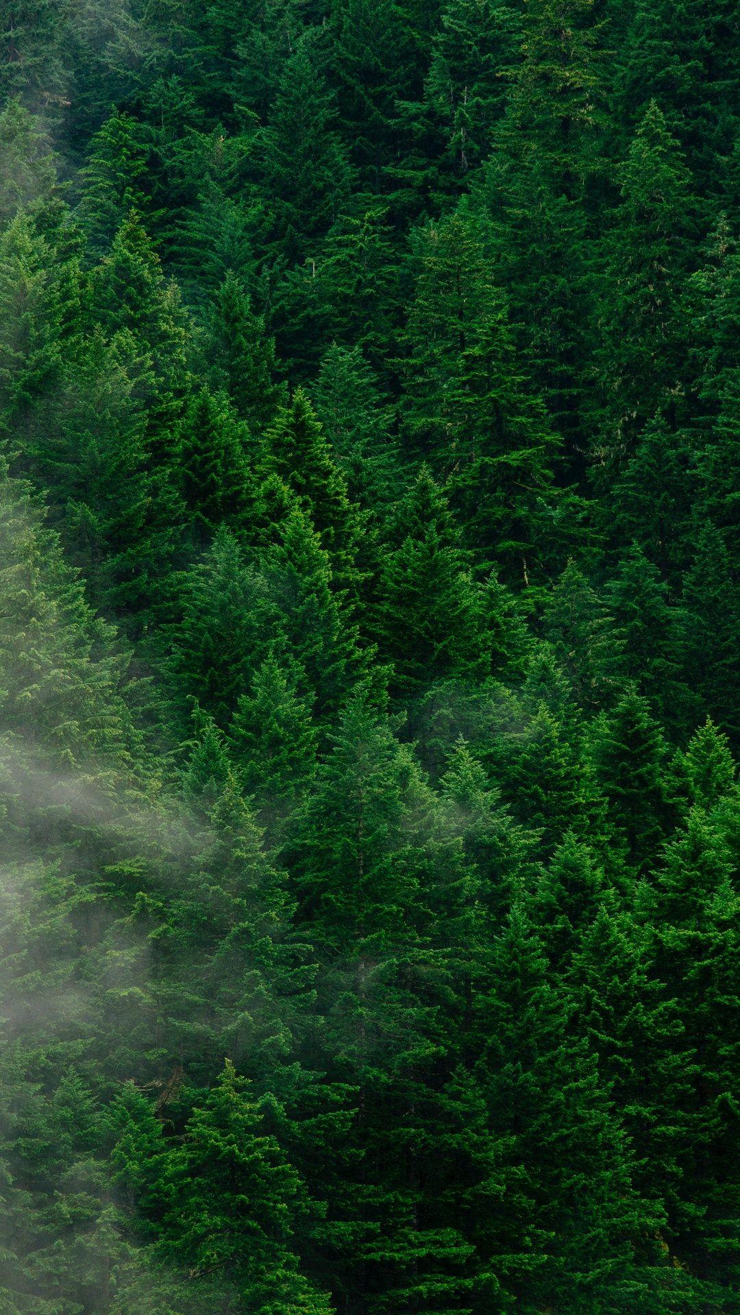 Forest Trees Wallpapers Top Free Forest Trees Backgrounds