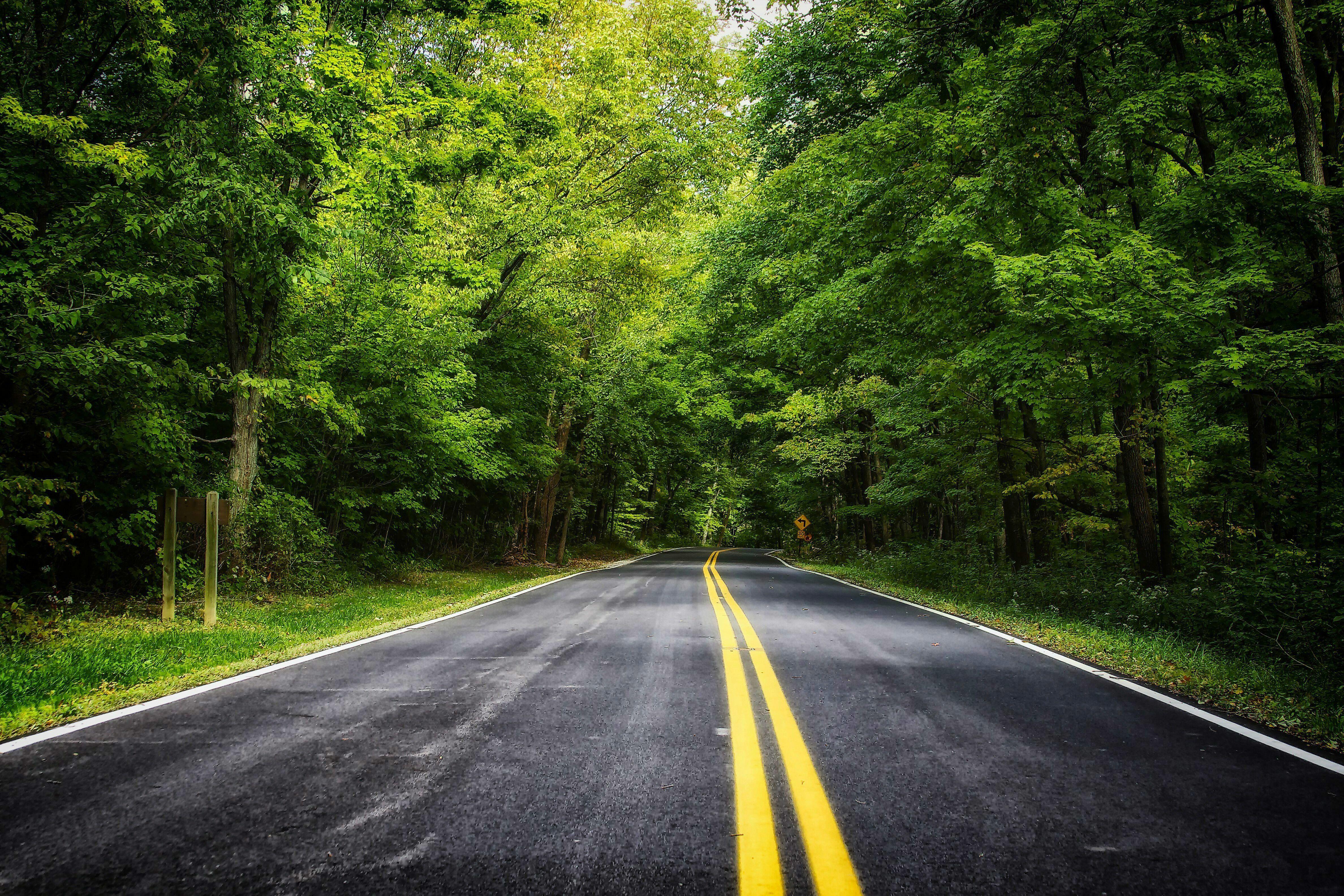 Forest Road Wallpapers Top Free Forest Road Backgrounds WallpaperAccess