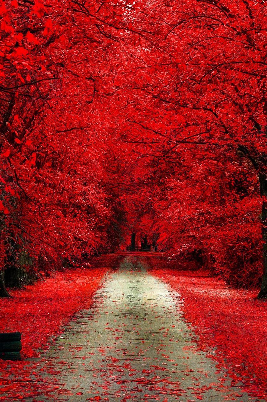 Red Forest HD Wallpapers Top Free Red Forest HD Backgrounds