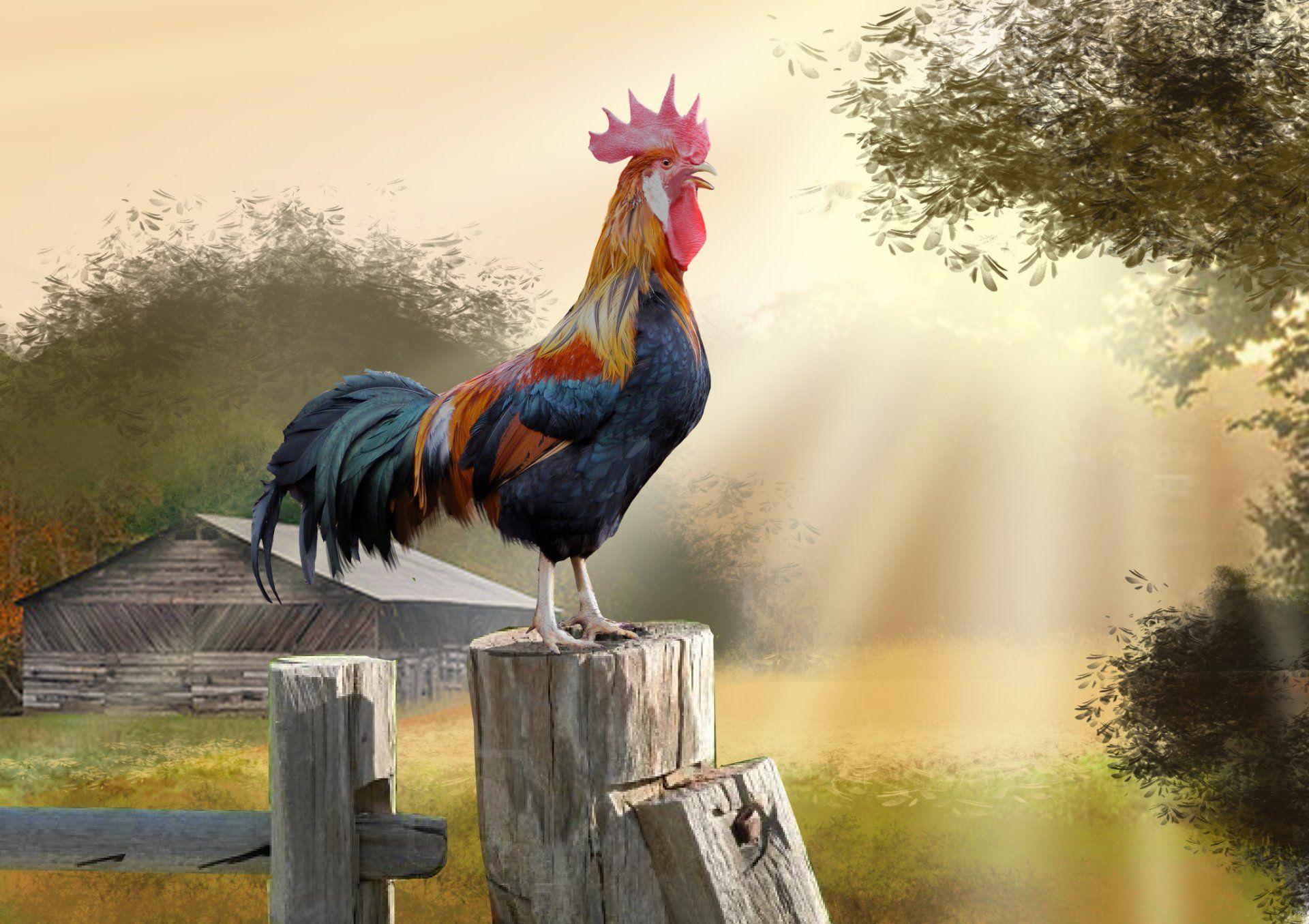 Rooster Wallpapers Top Free Rooster Backgrounds WallpaperAccess