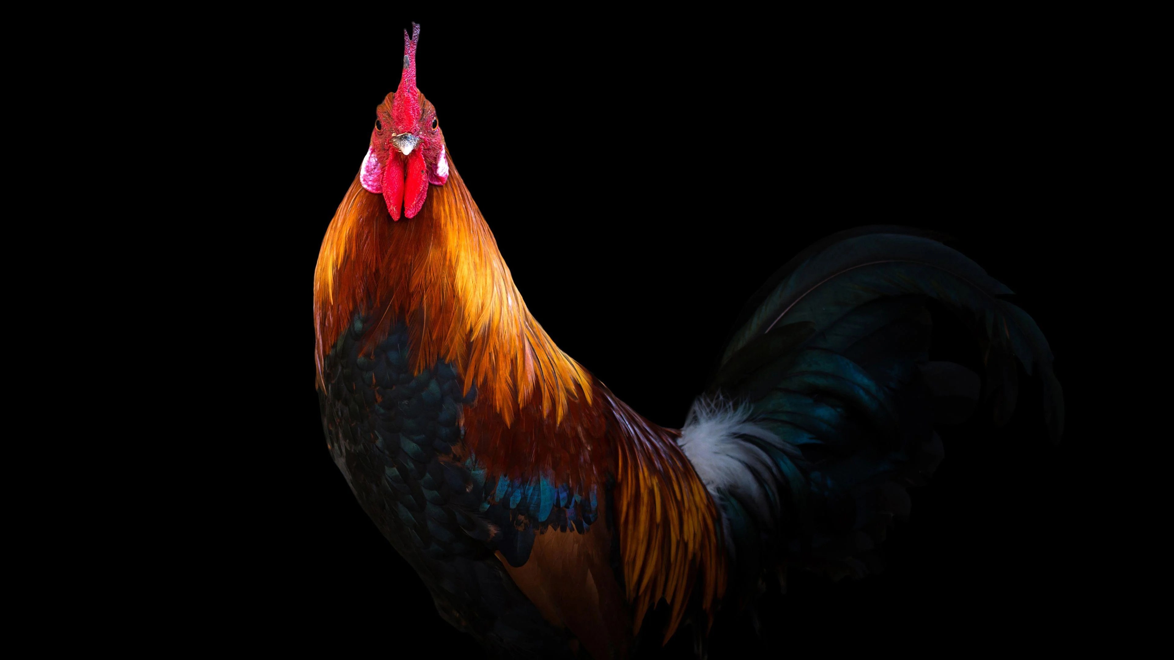 Rooster Wallpapers Top Free Rooster Backgrounds WallpaperAccess
