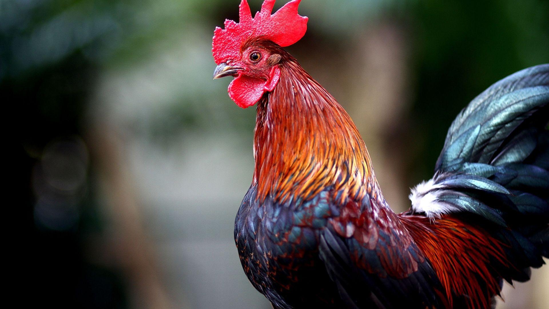 Rooster Wallpapers Top Free Rooster Backgrounds WallpaperAccess