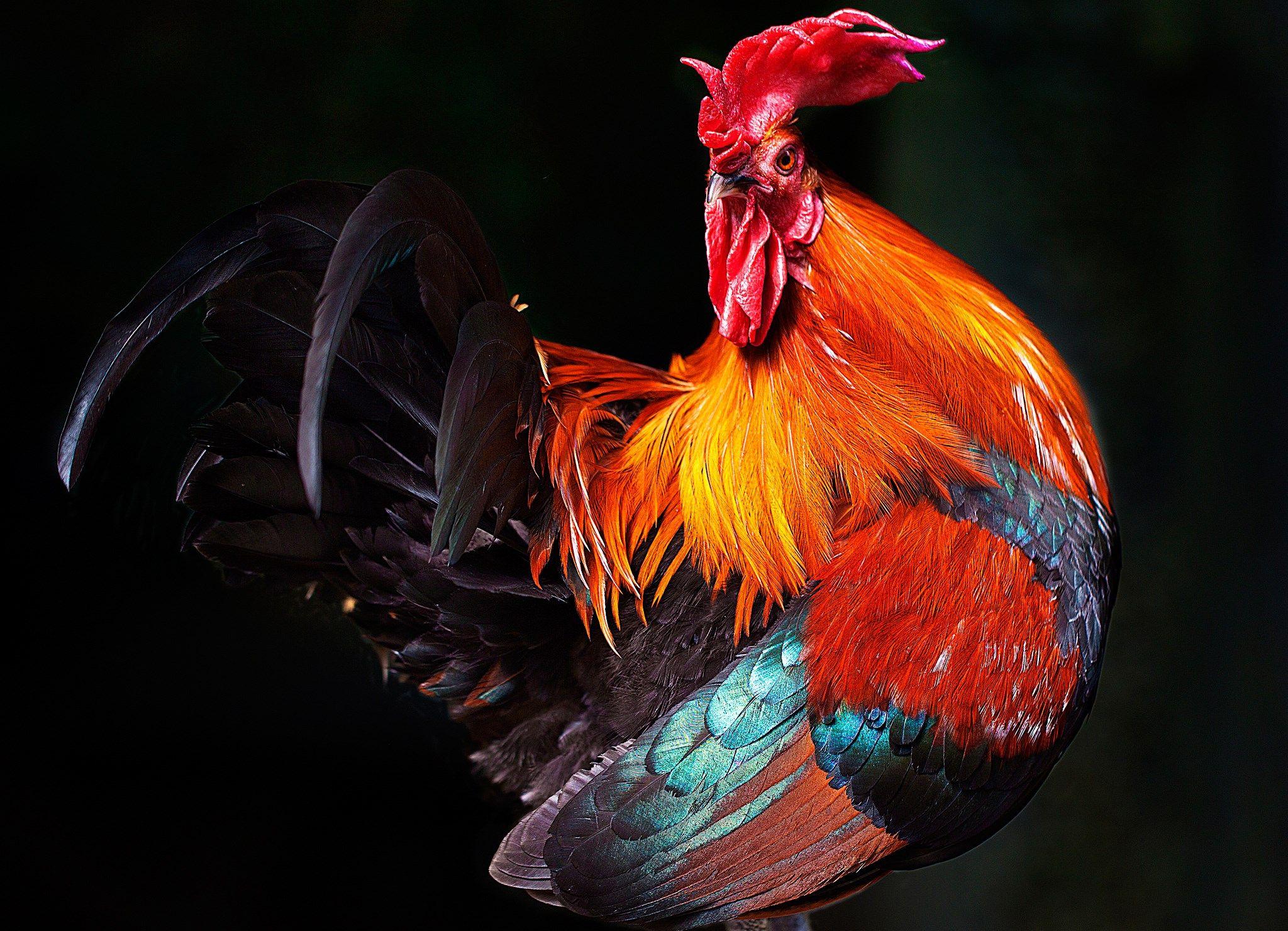 Rooster Wallpapers Top Free Rooster Backgrounds WallpaperAccess
