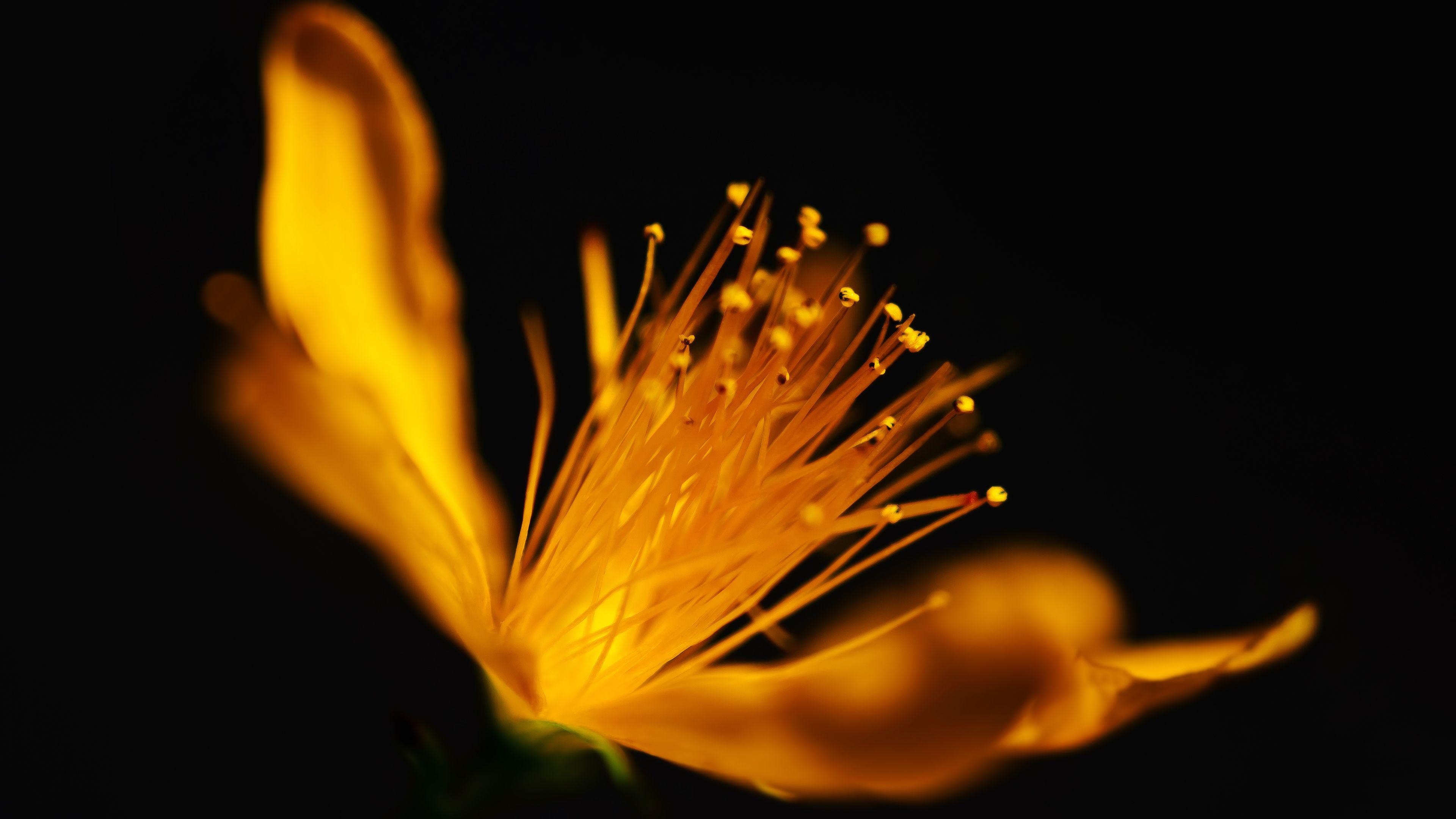 Gold Flower Wallpapers Top Free Gold Flower Backgrounds WallpaperAccess