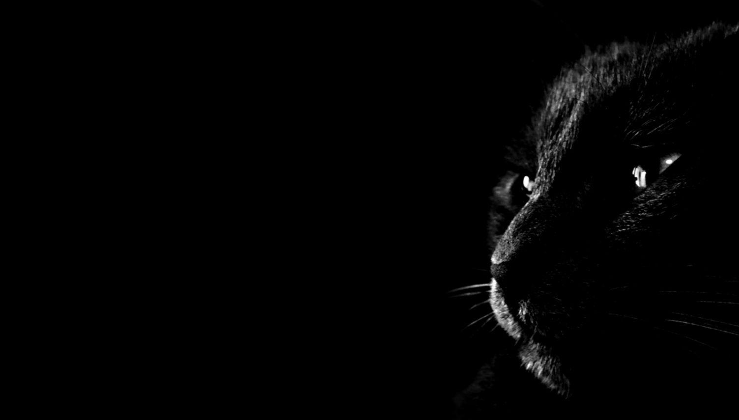 Dark Animal Wallpapers Top Free Dark Animal Backgrounds WallpaperAccess