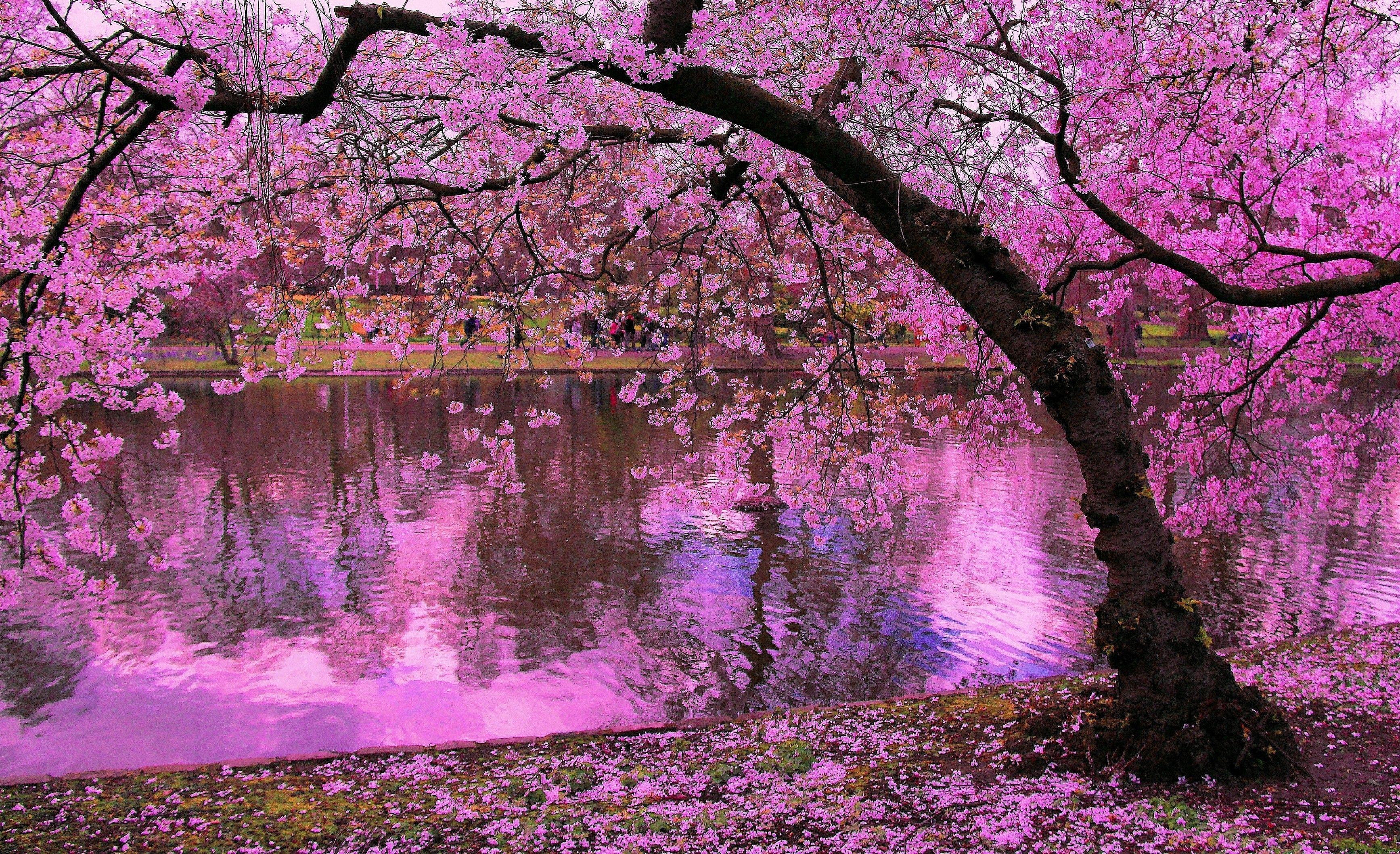 Pink Cherry Blossom Tree Wallpapers Top Free Pink Cherry Blossom Tree