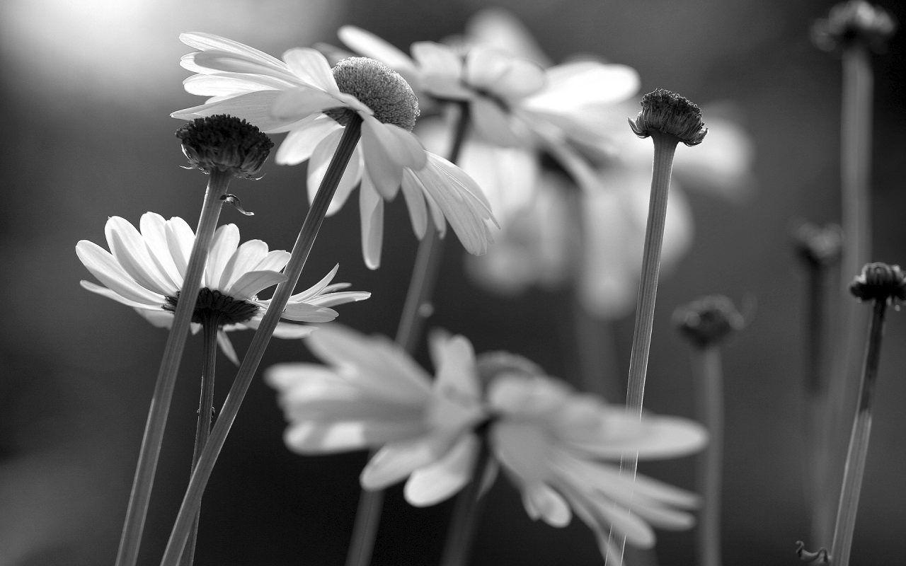 Black and White Daisy Wallpapers Top Free Black and White Daisy Backgrounds WallpaperAccess