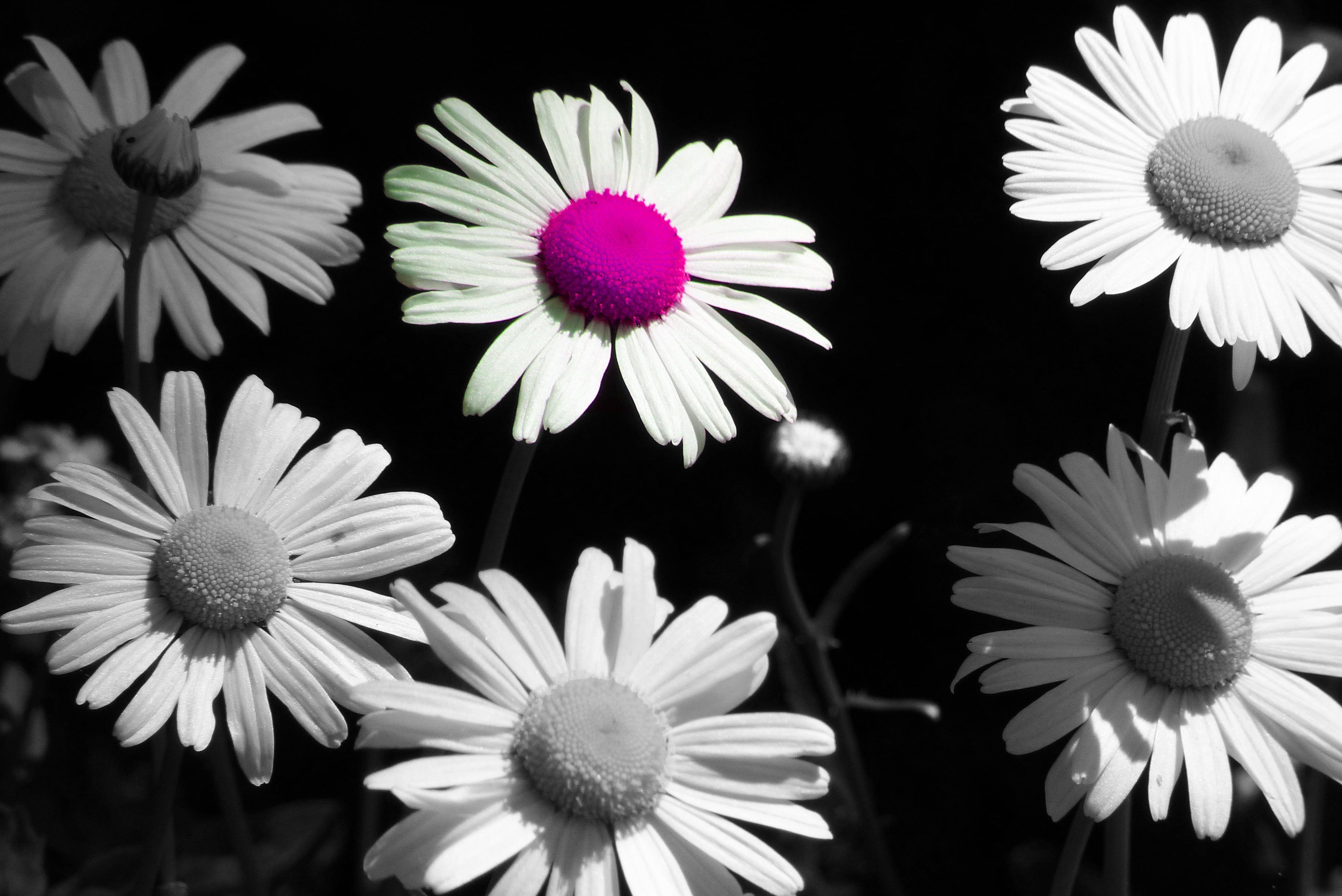 Black and White Daisy Wallpapers Top Free Black and White Daisy