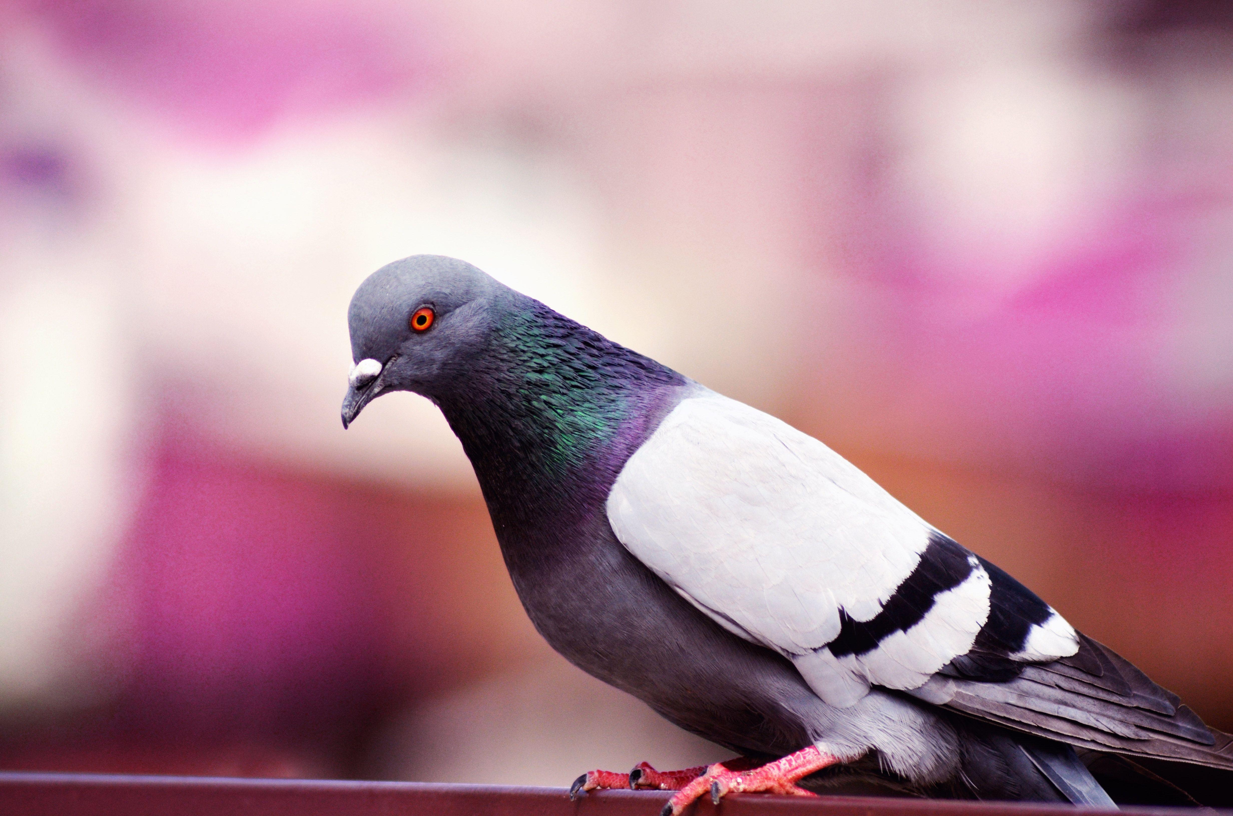 Pigeon Wallpapers Top Free Pigeon Backgrounds WallpaperAccess