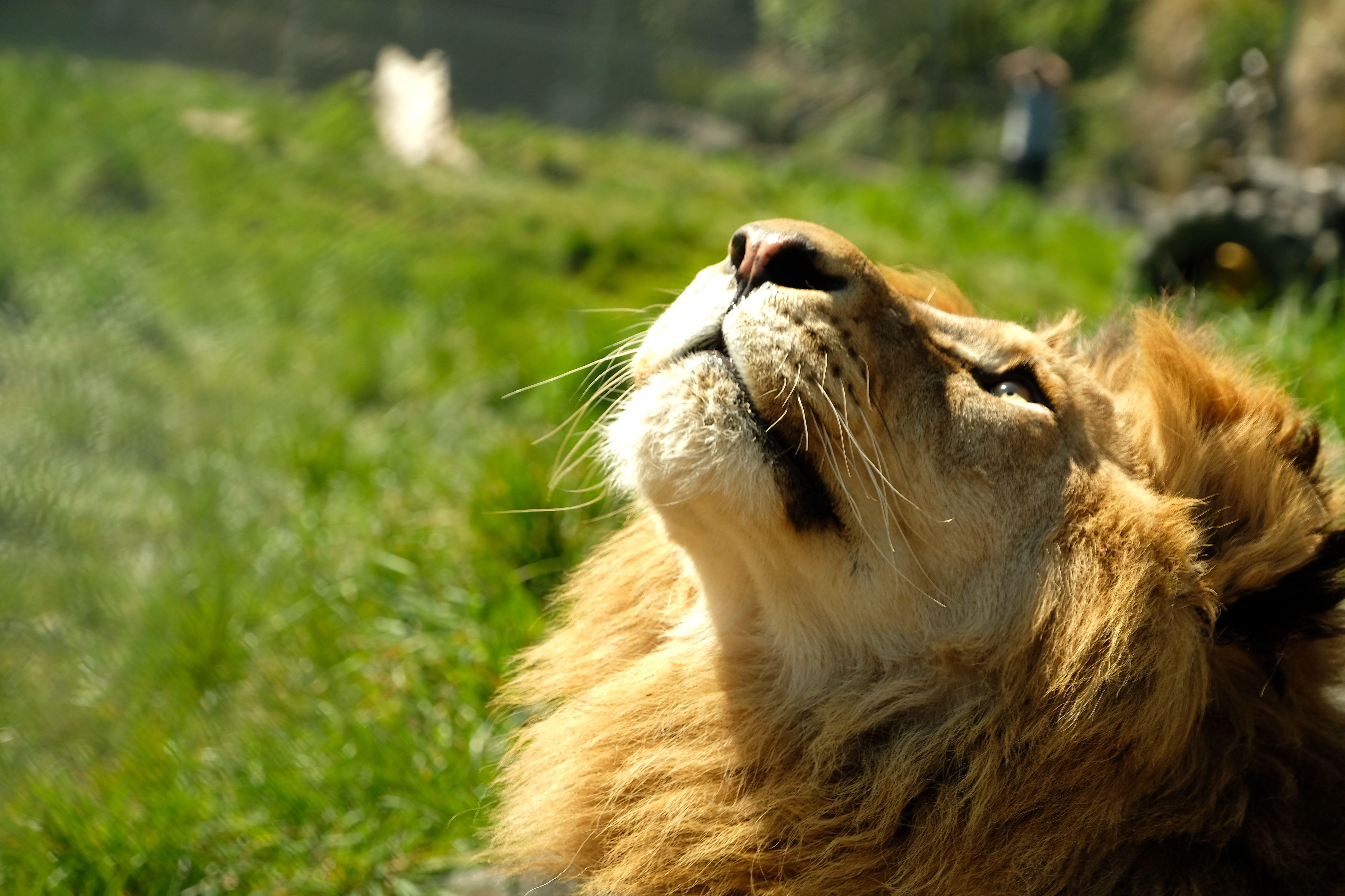 Animal 4K Wallpapers Top Free Animal 4K Backgrounds WallpaperAccess