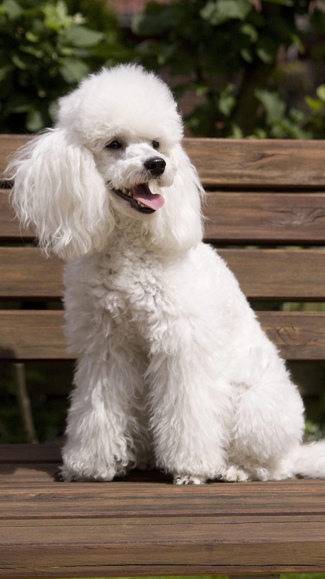 Poodle Wallpapers Top Free Poodle Backgrounds WallpaperAccess