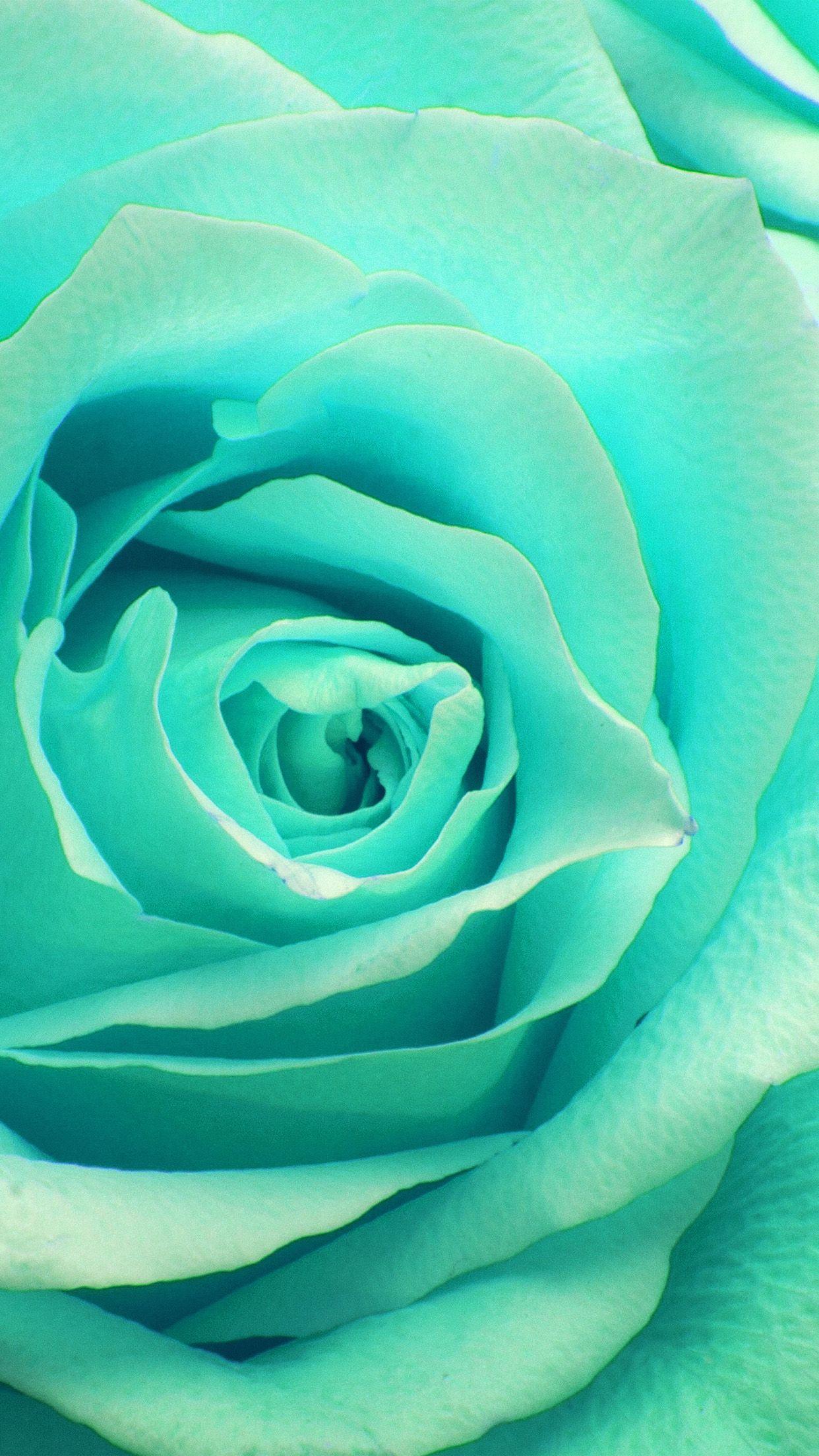 Teal Rose Wallpapers Top Free Teal Rose Backgrounds WallpaperAccess