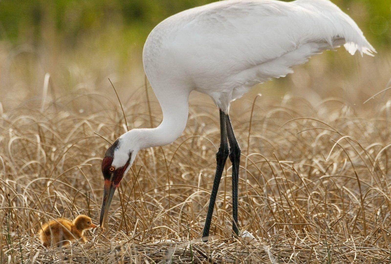 Japanese Crane Birds Wallpapers Top Free Japanese Crane Birds