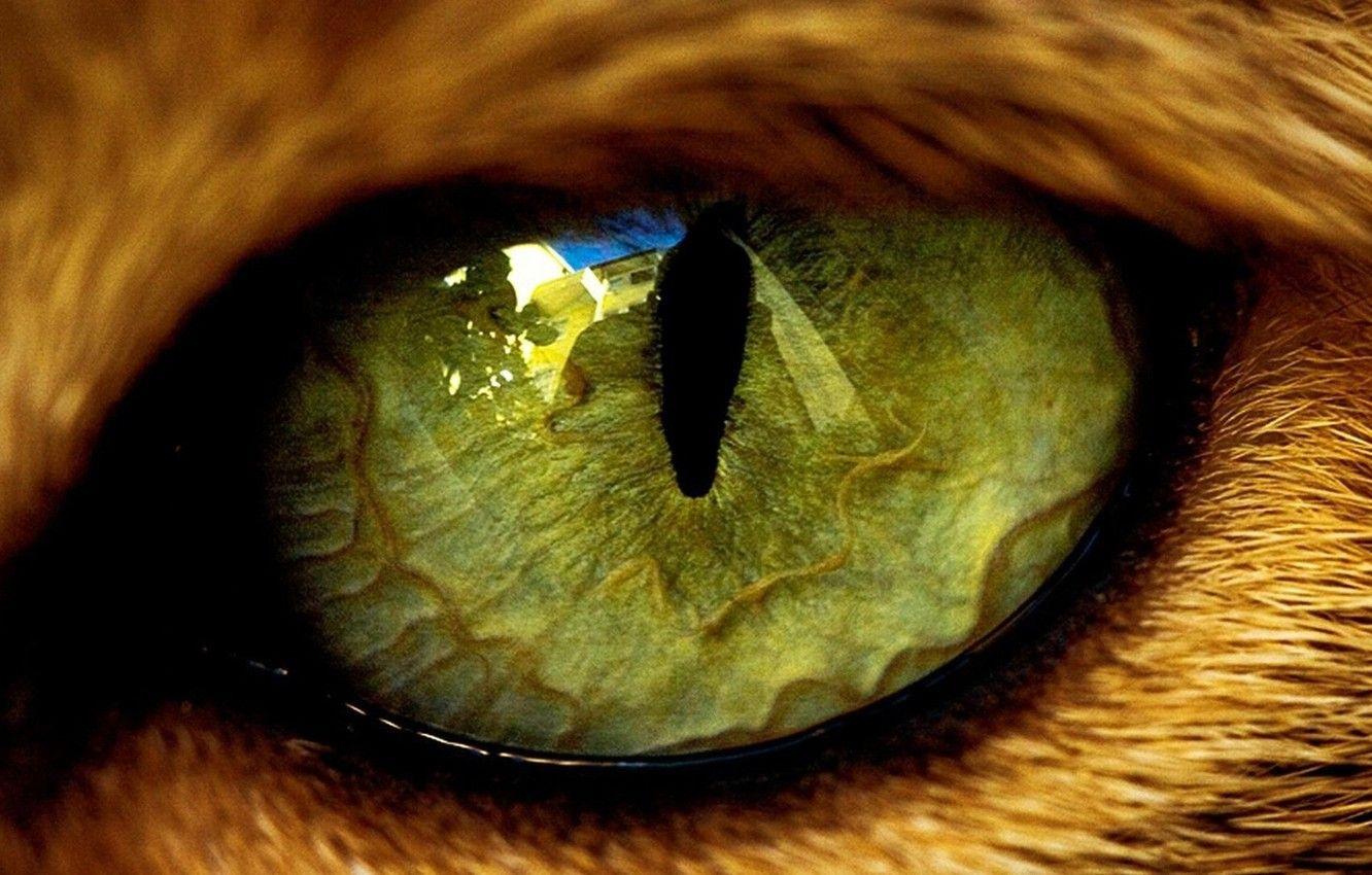 Green Eye Wallpapers Top Free Green Eye Backgrounds WallpaperAccess