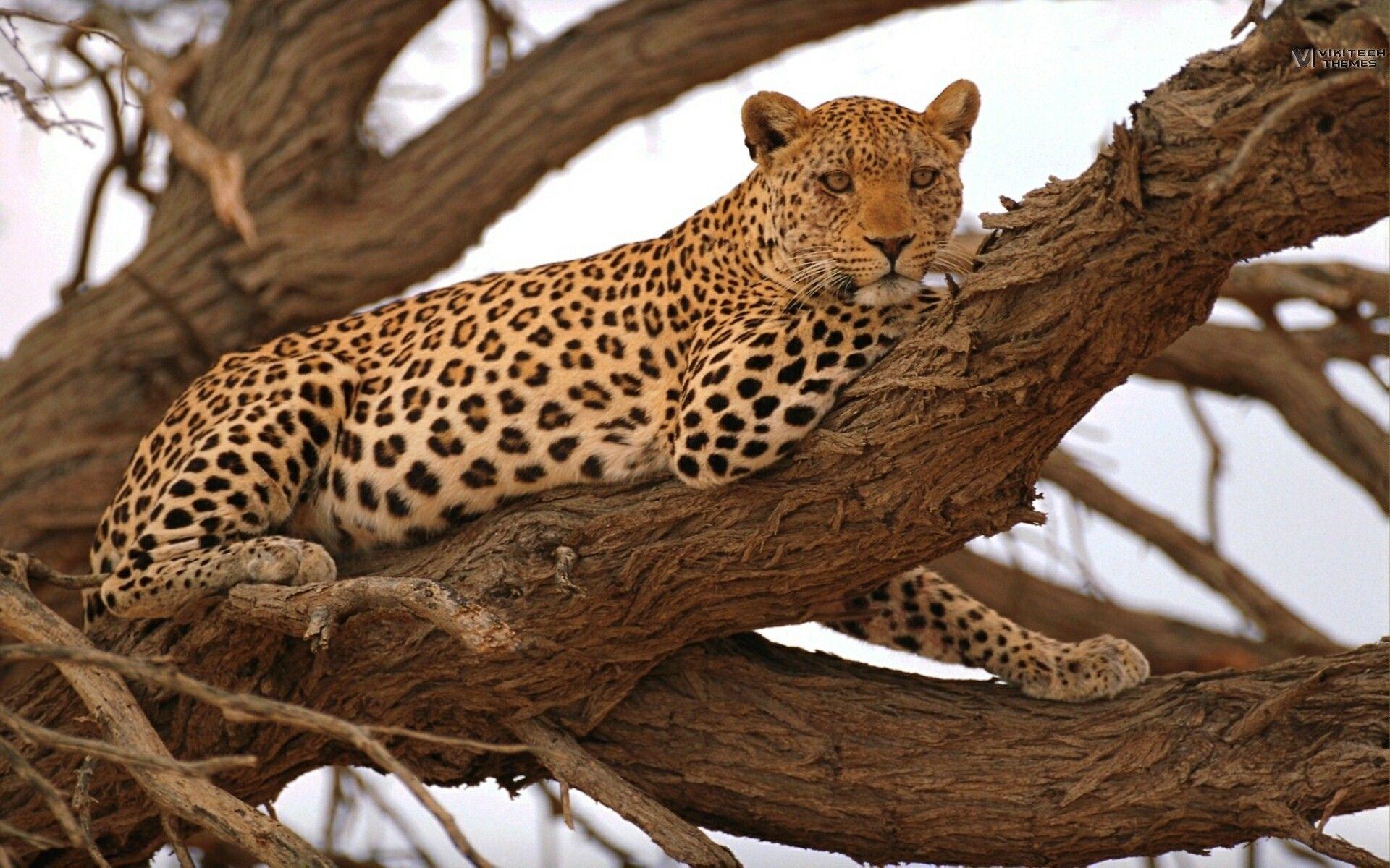 Best African Animal Wallpapers at James McDonald blog
