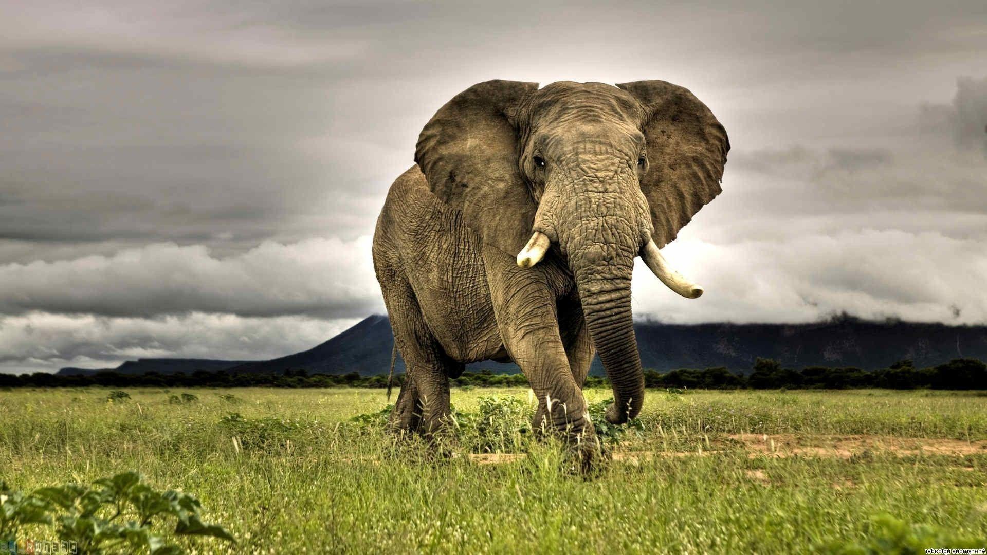 African Animals Wallpapers Top Free African Animals Backgrounds