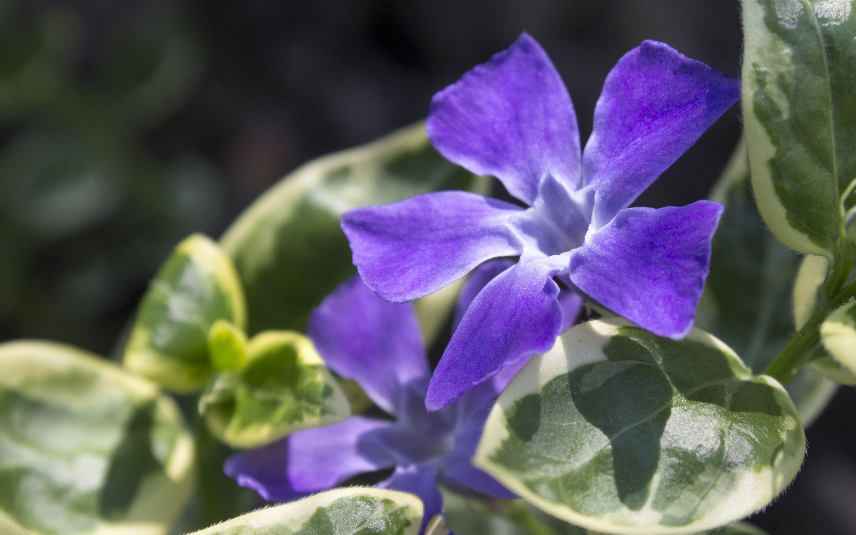 Periwinkle Wallpapers Top Free Periwinkle Backgrounds WallpaperAccess