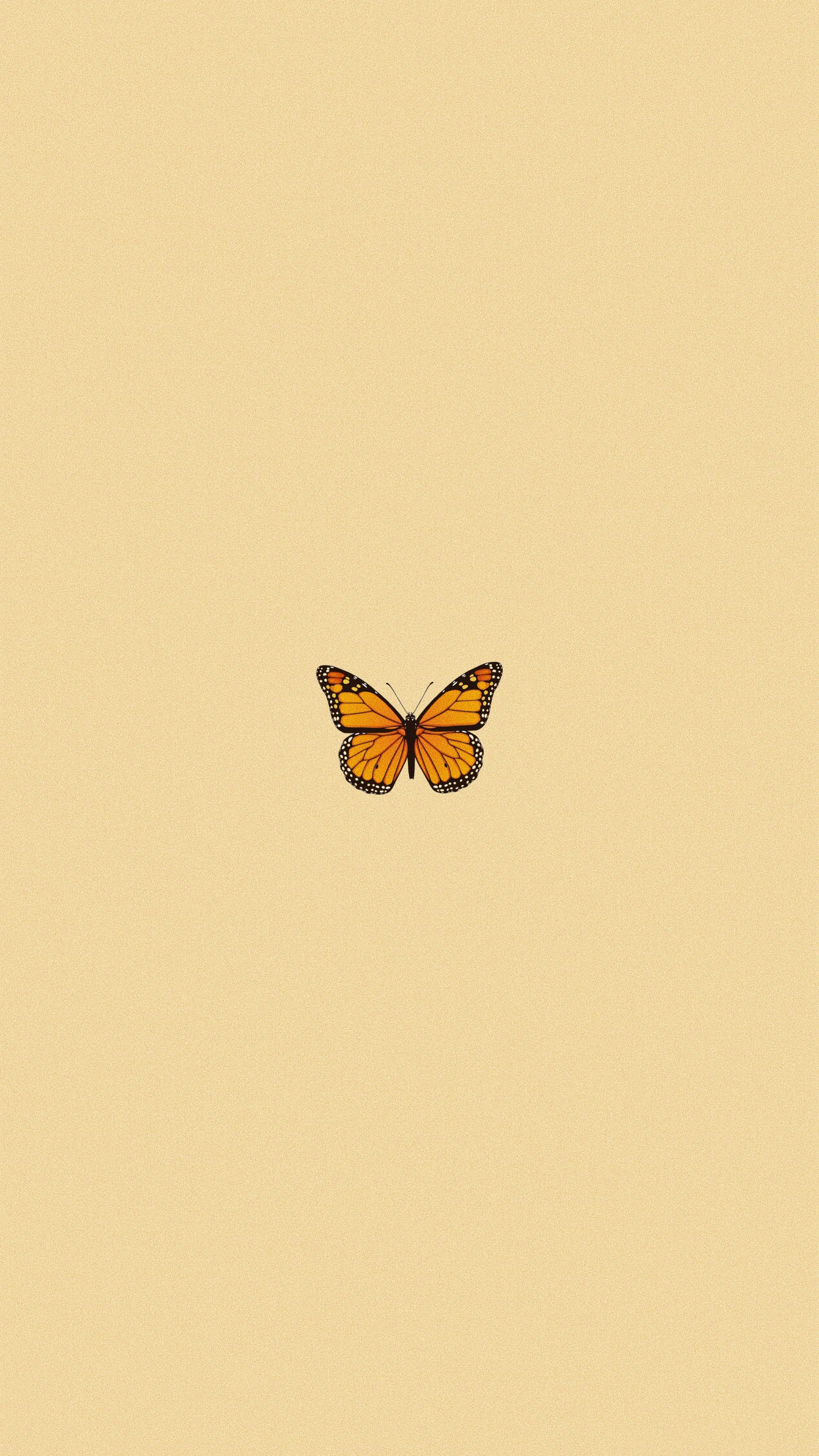 Aesthetic Butterflies Wallpapers Top Free Aesthetic Butterflies