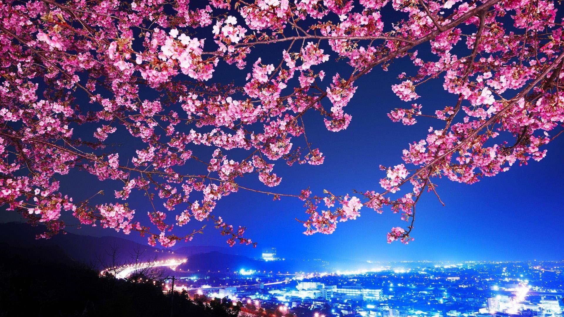 Japanese Flower Wallpapers Top Free Japanese Flower Backgrounds
