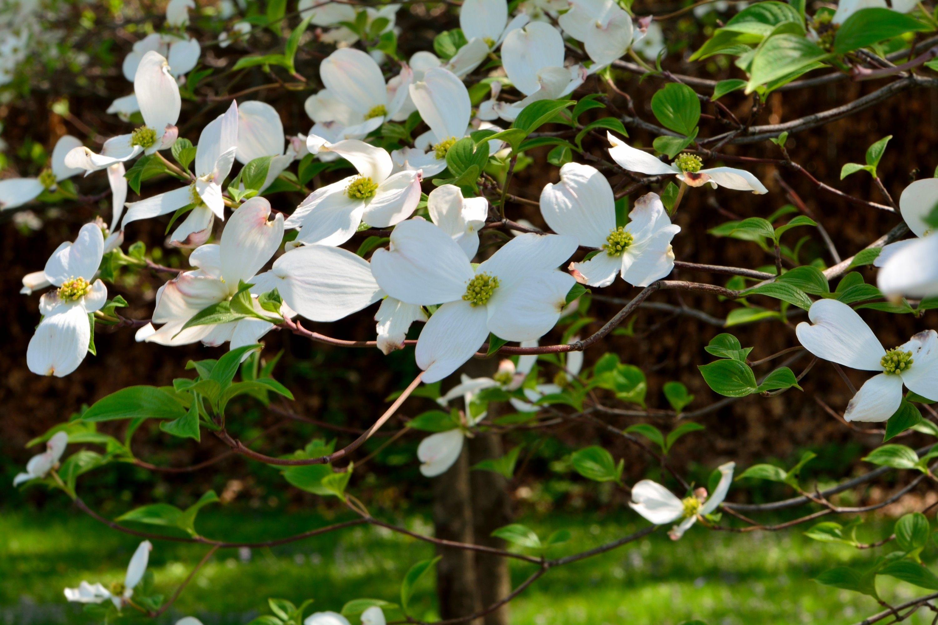 Dogwood Tree Wallpapers Top Free Dogwood Tree Backgrounds