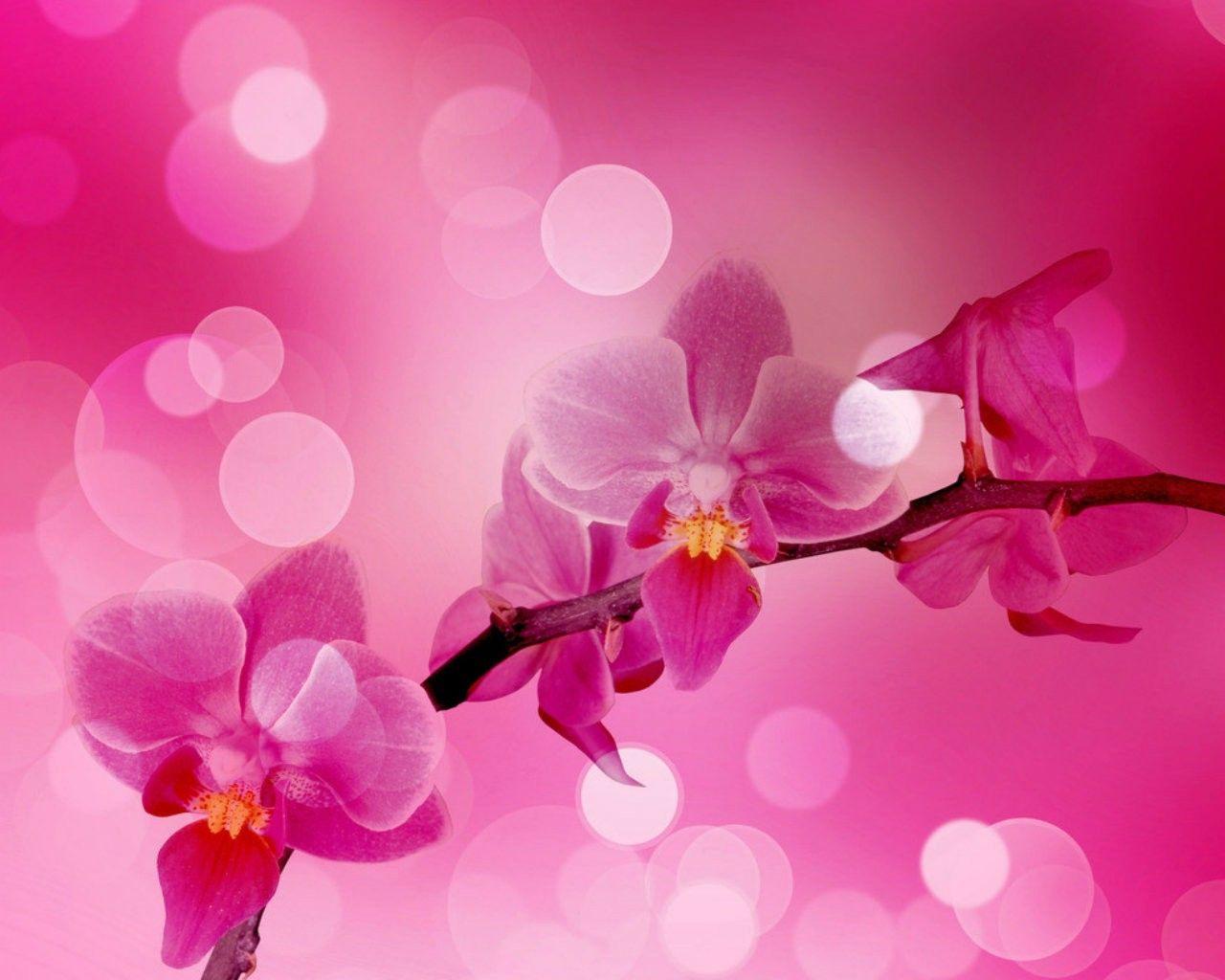 Japanese Flower Wallpapers Top Free Japanese Flower Backgrounds