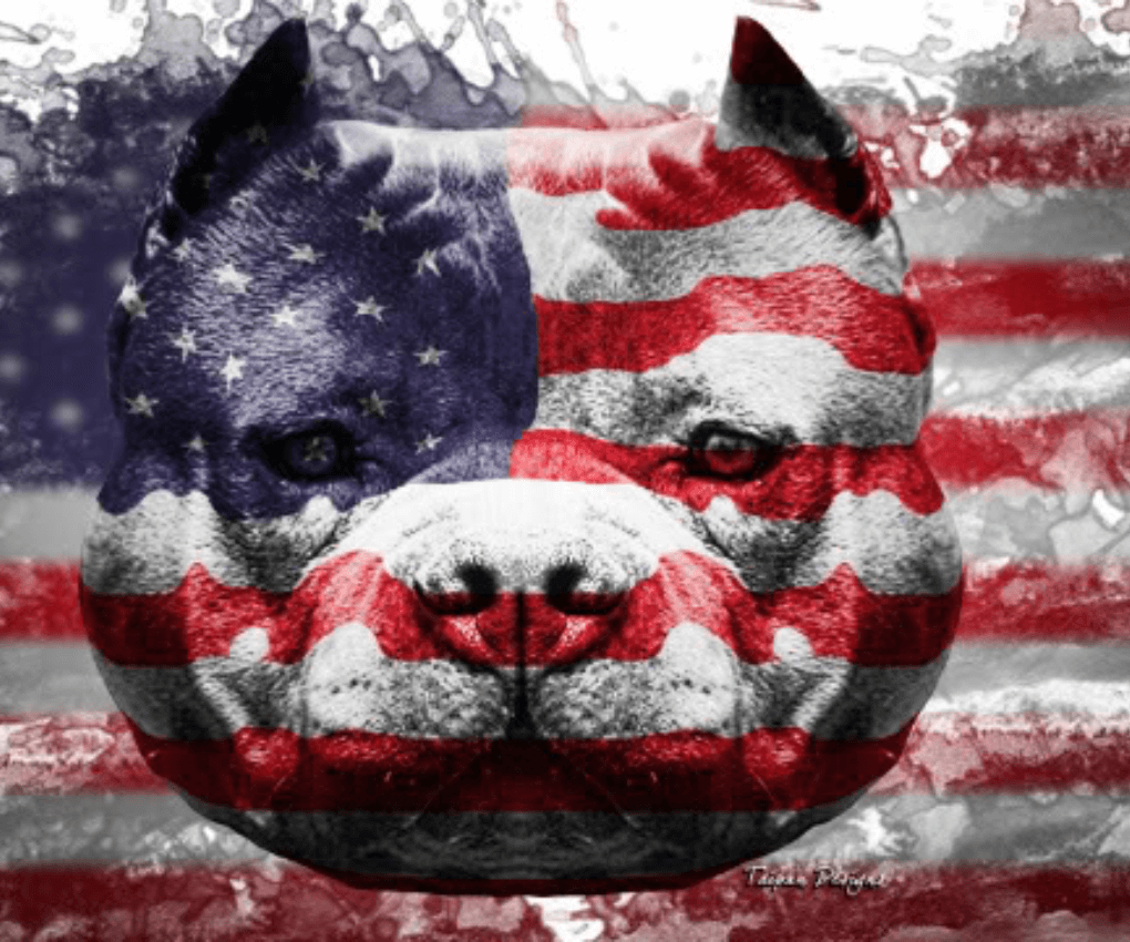 American Bully Wallpapers Top Free American Bully Backgrounds
