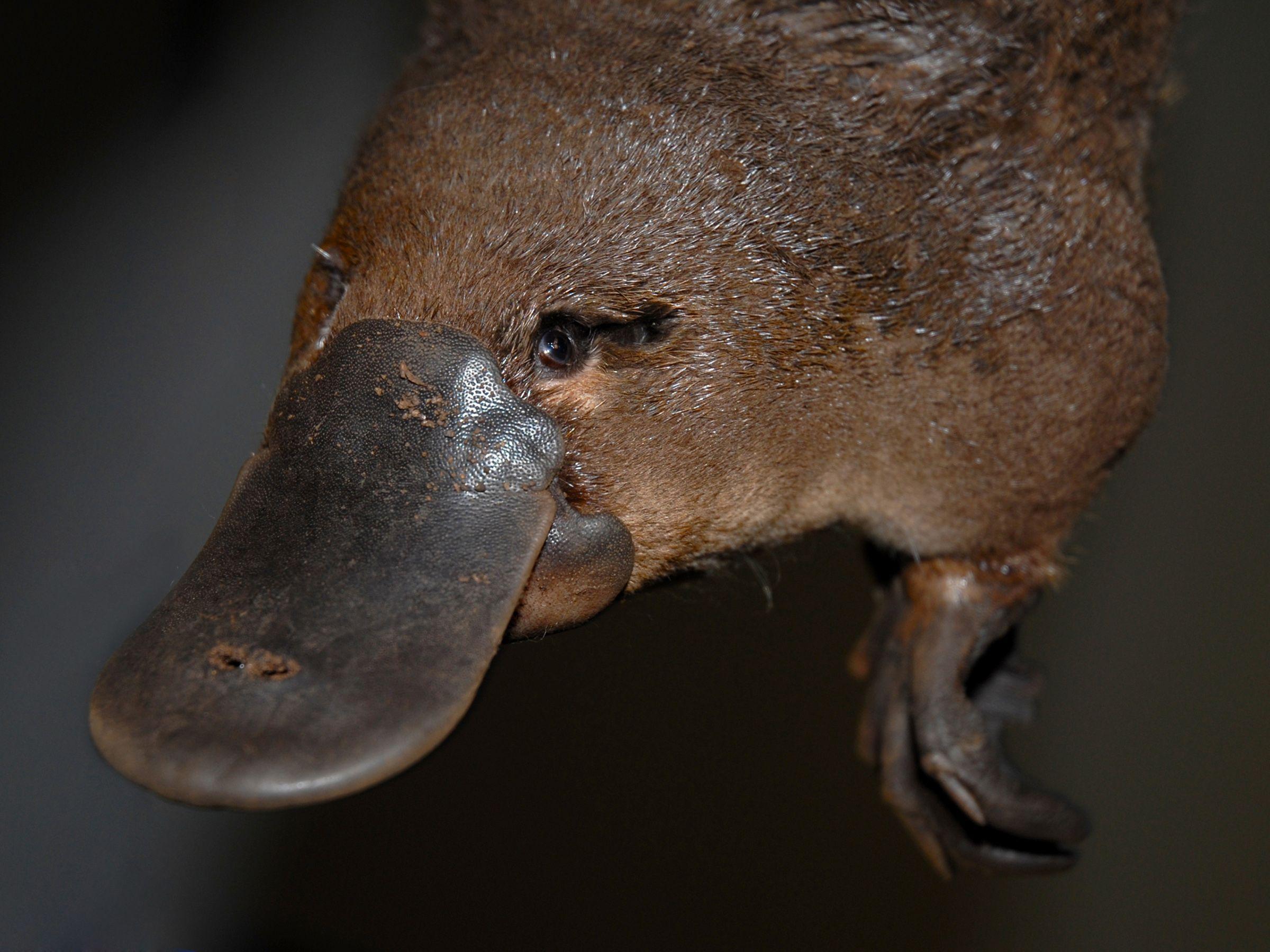 Platypus Wallpapers - Top Free Platypus Backgrounds - WallpaperAccess