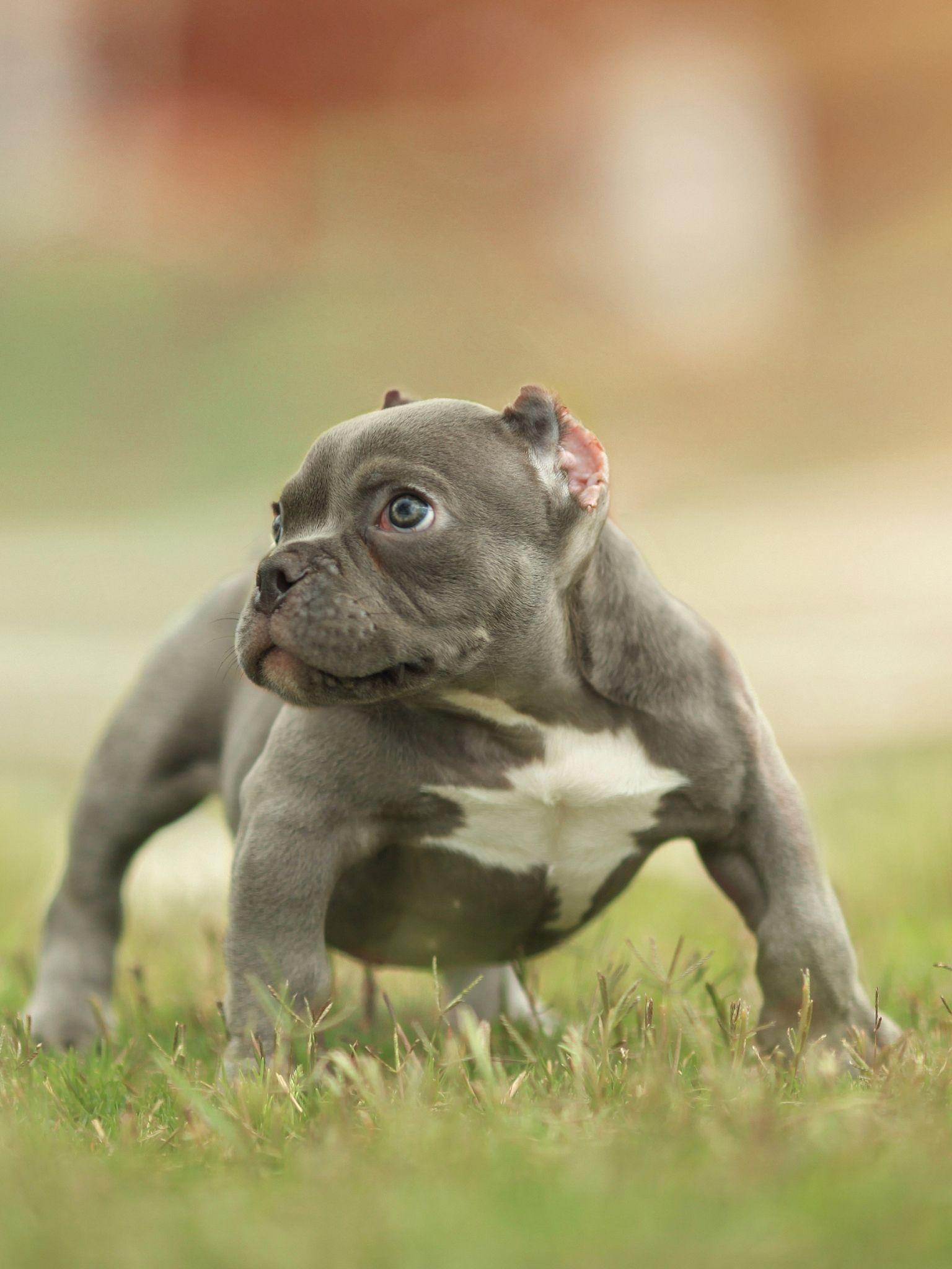 American Bully Wallpapers Top Free American Bully Backgrounds