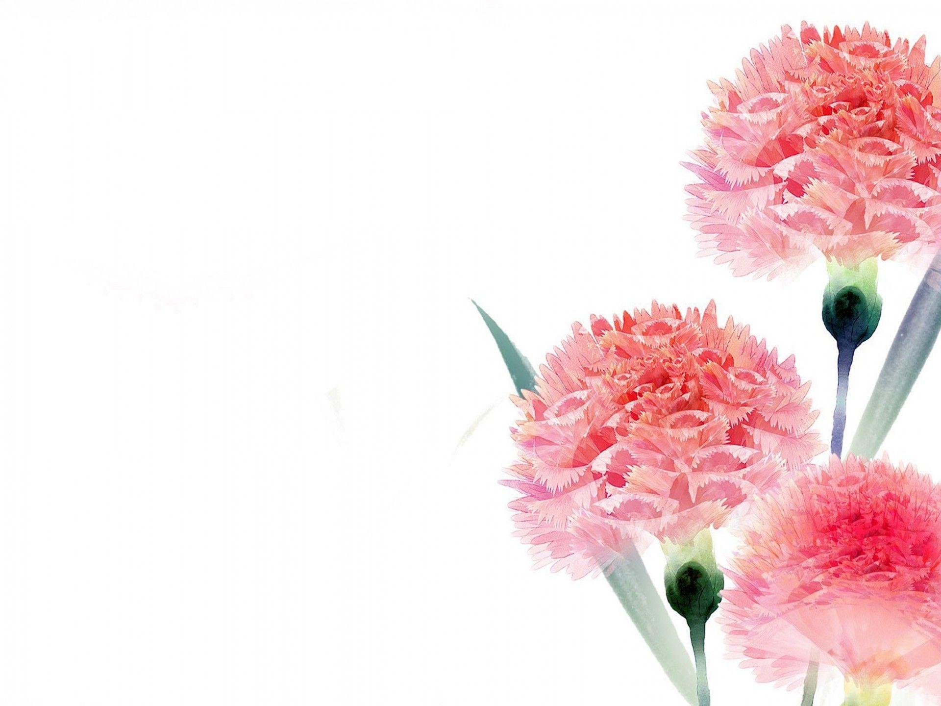 Carnation Wallpapers Top Free Carnation Backgrounds WallpaperAccess