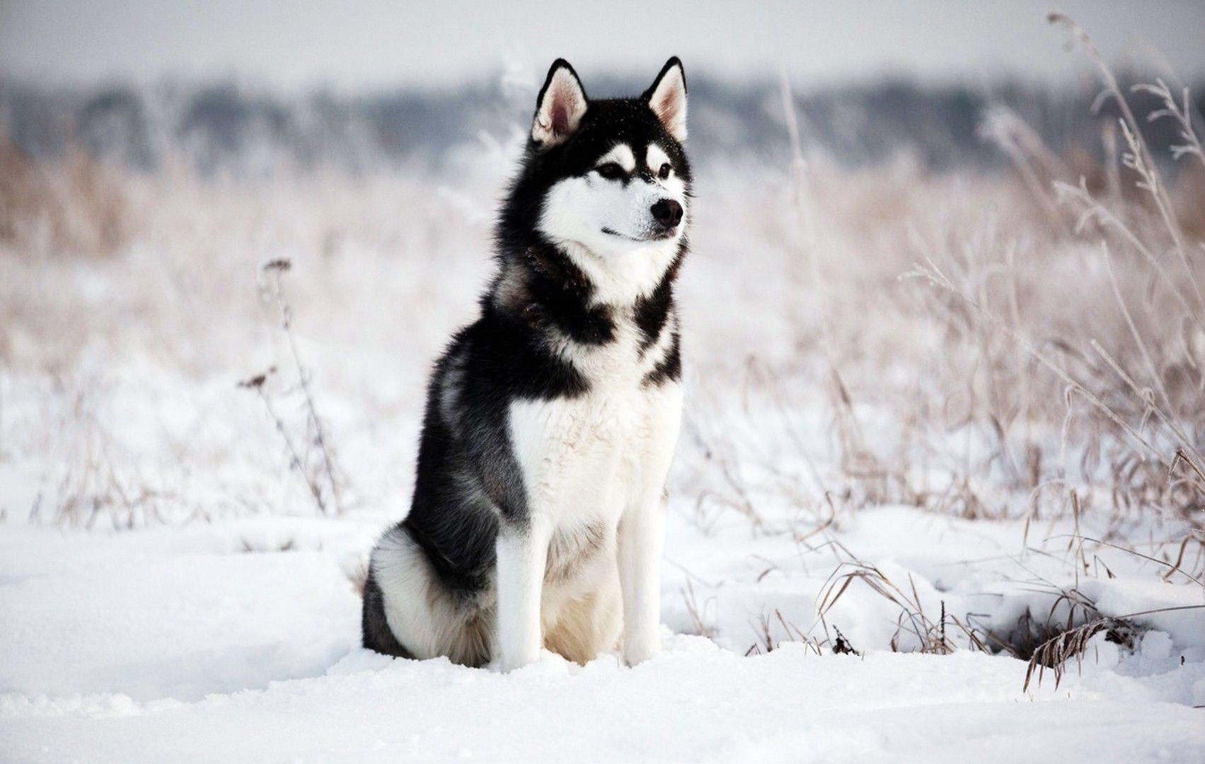 Husky Wallpapers Top Free Husky Backgrounds WallpaperAccess