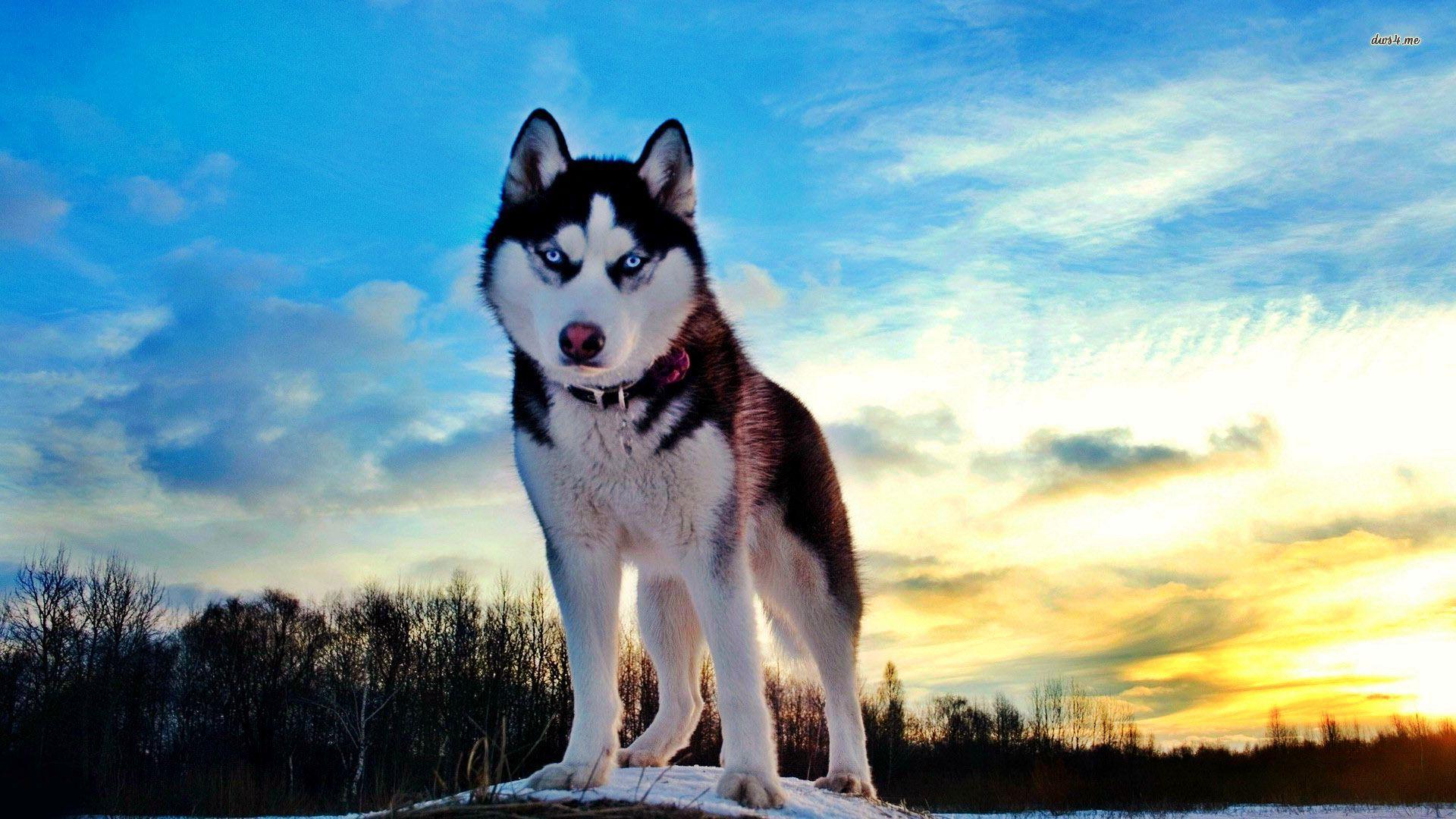 Husky Wallpapers Top Free Husky Backgrounds WallpaperAccess