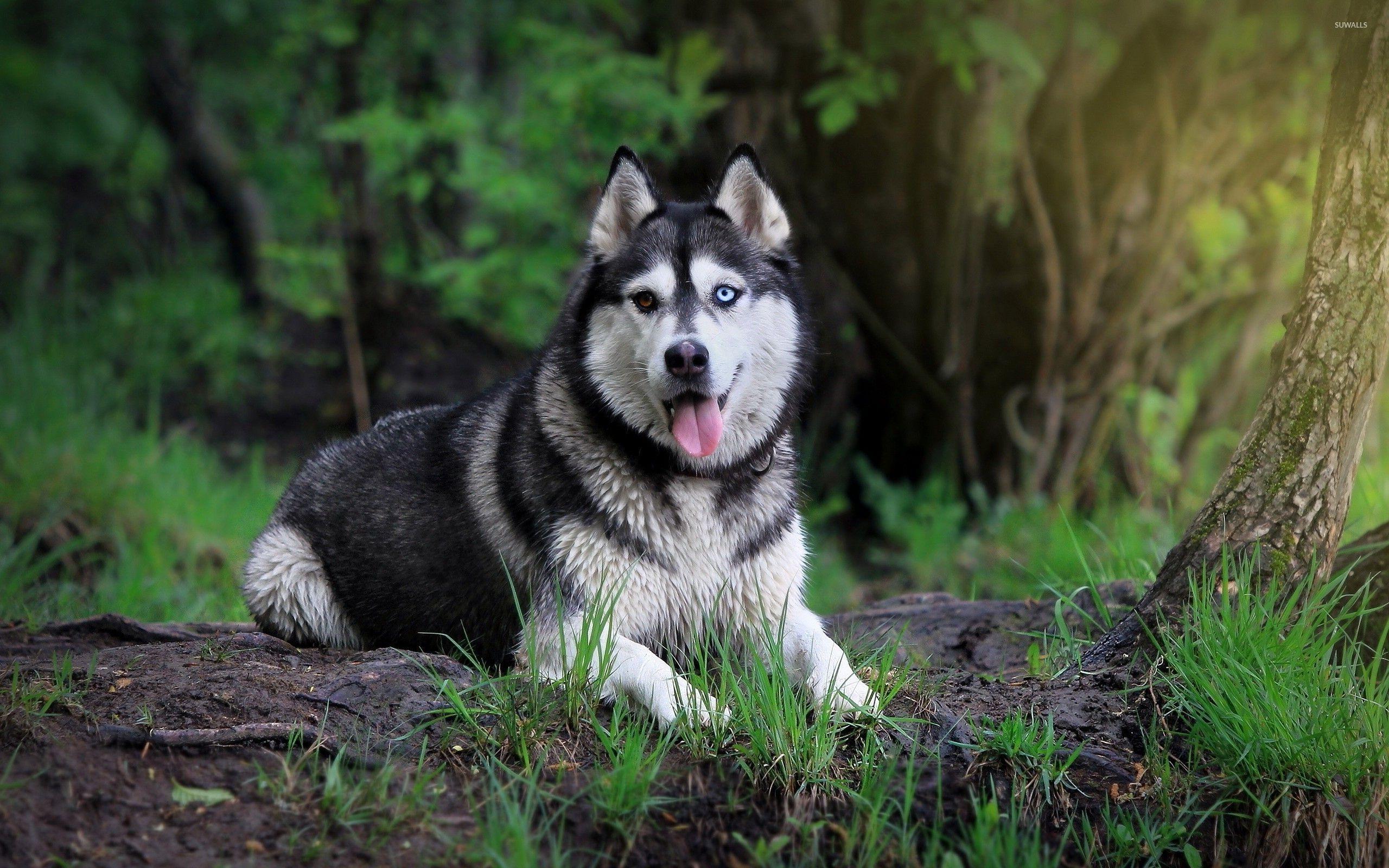 Husky Wallpapers Top Free Husky Backgrounds WallpaperAccess