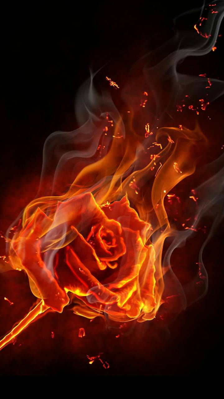Fire Rose Wallpapers Top Free Fire Rose Backgrounds WallpaperAccess