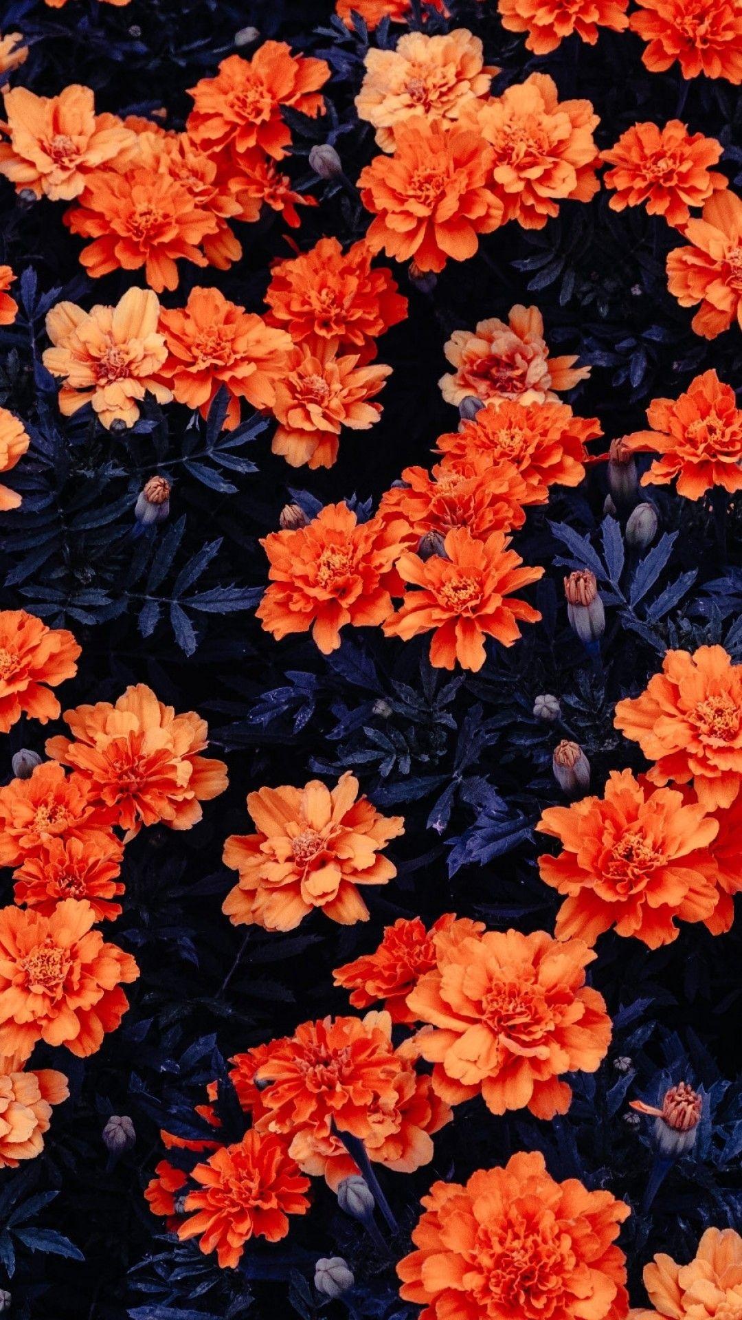 Orange Floral iPhone Wallpapers Top Free Orange Floral iPhone