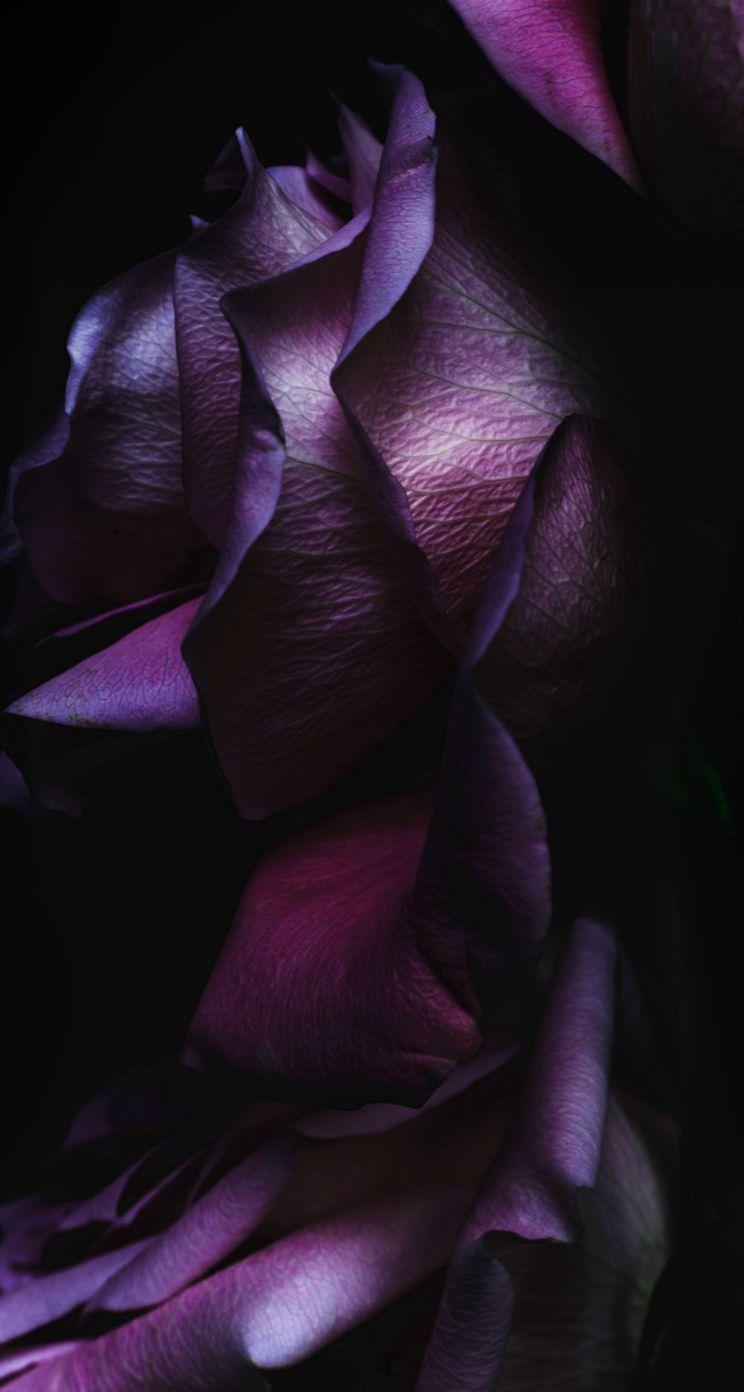 Purple iPhone 5S Wallpapers Top Free Purple iPhone 5S Backgrounds