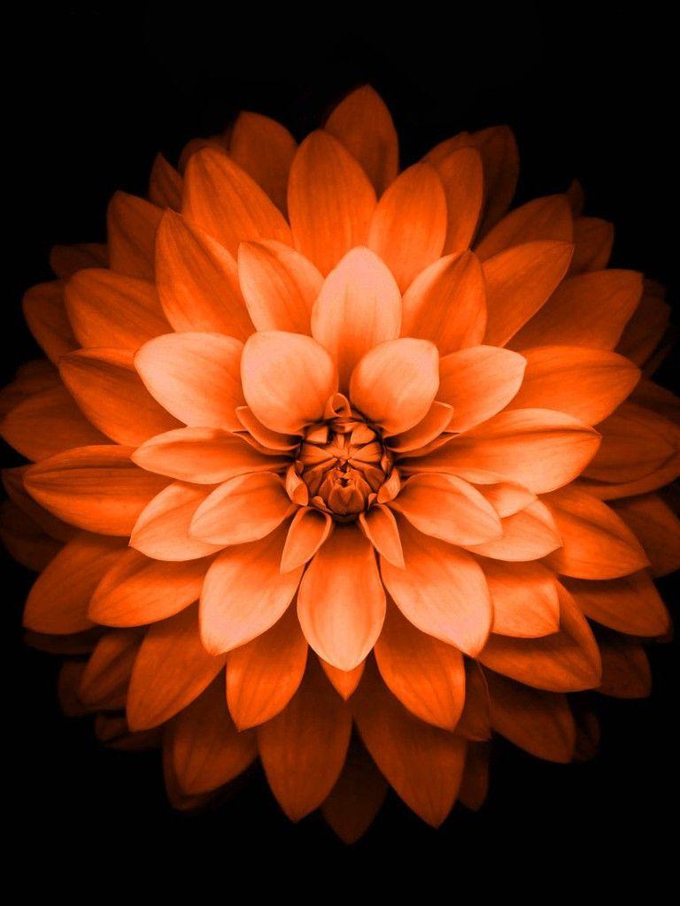 Orange Flower iPhone Wallpapers Top Free Orange Flower iPhone