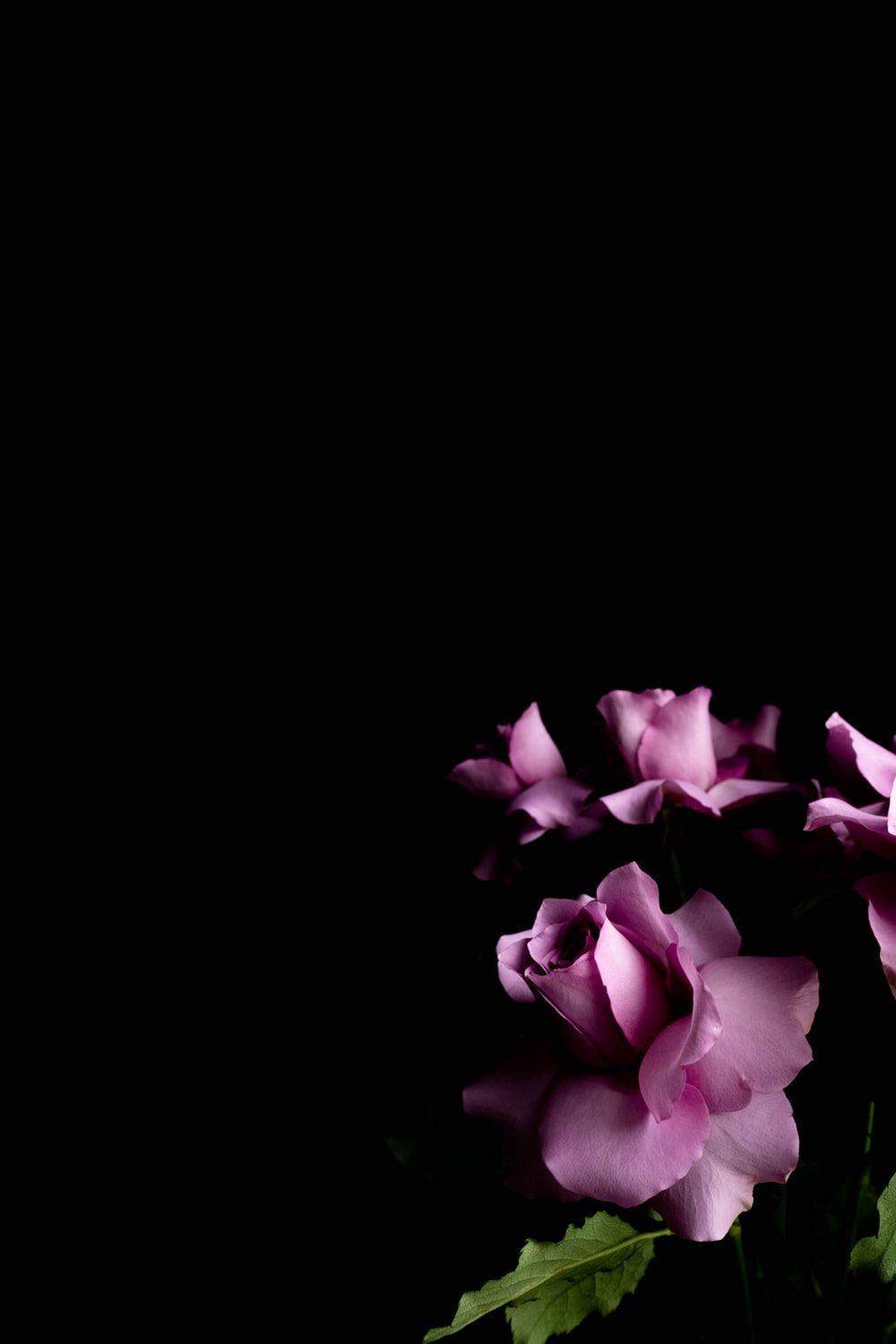 Black Floral iPhone Wallpapers Top Free Black Floral iPhone Backgrounds WallpaperAccess